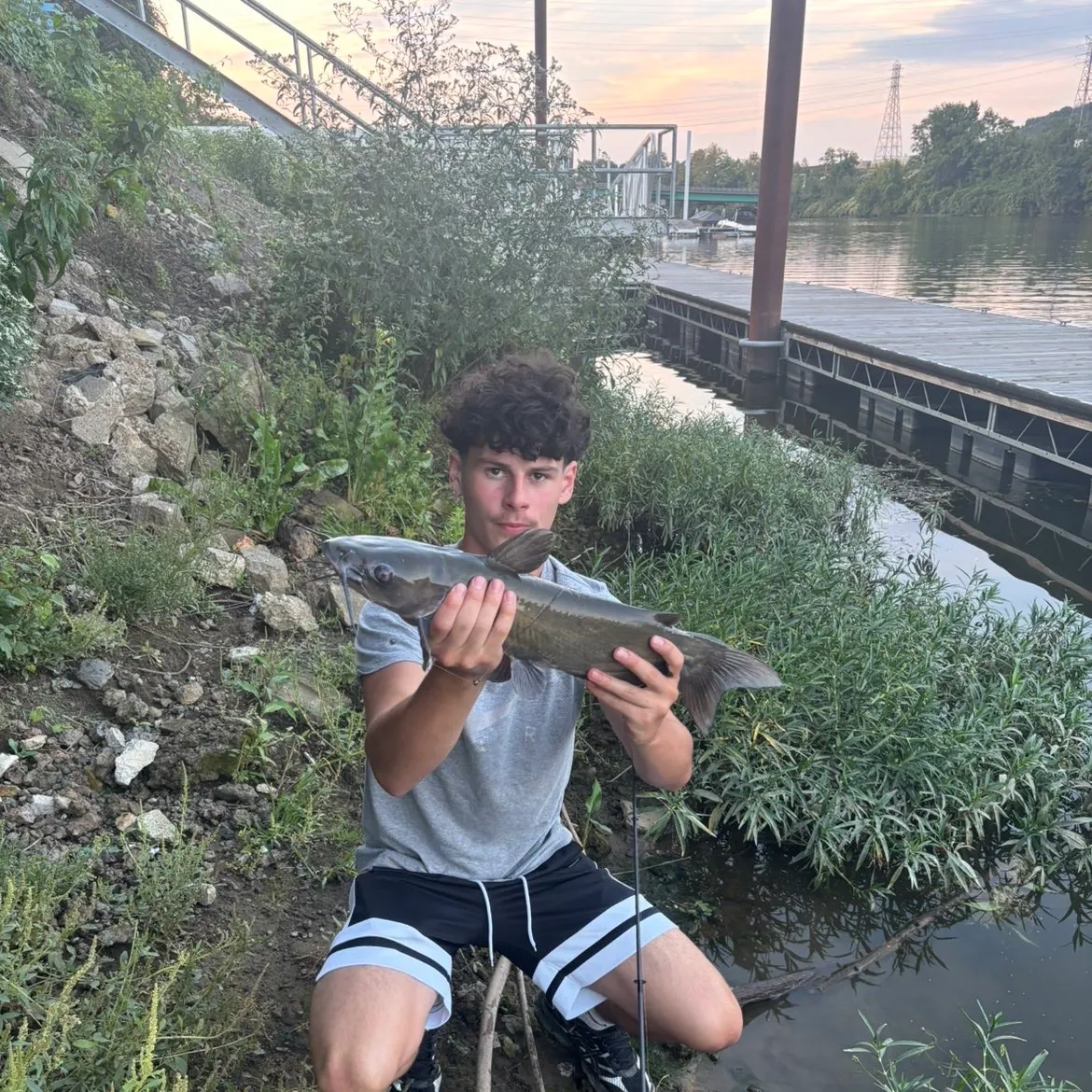 Channel catfish caught on Fishbrain