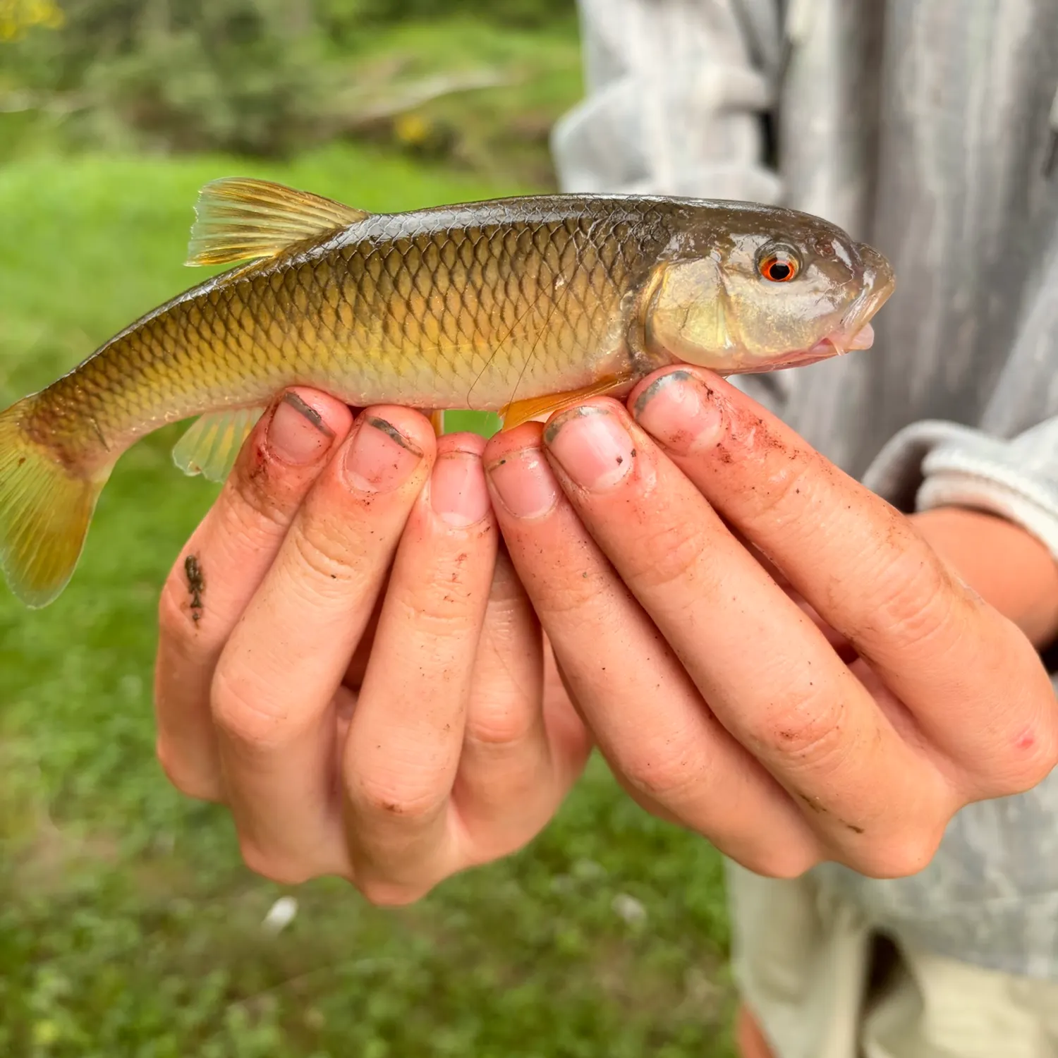 River chub caught on Fishbrain