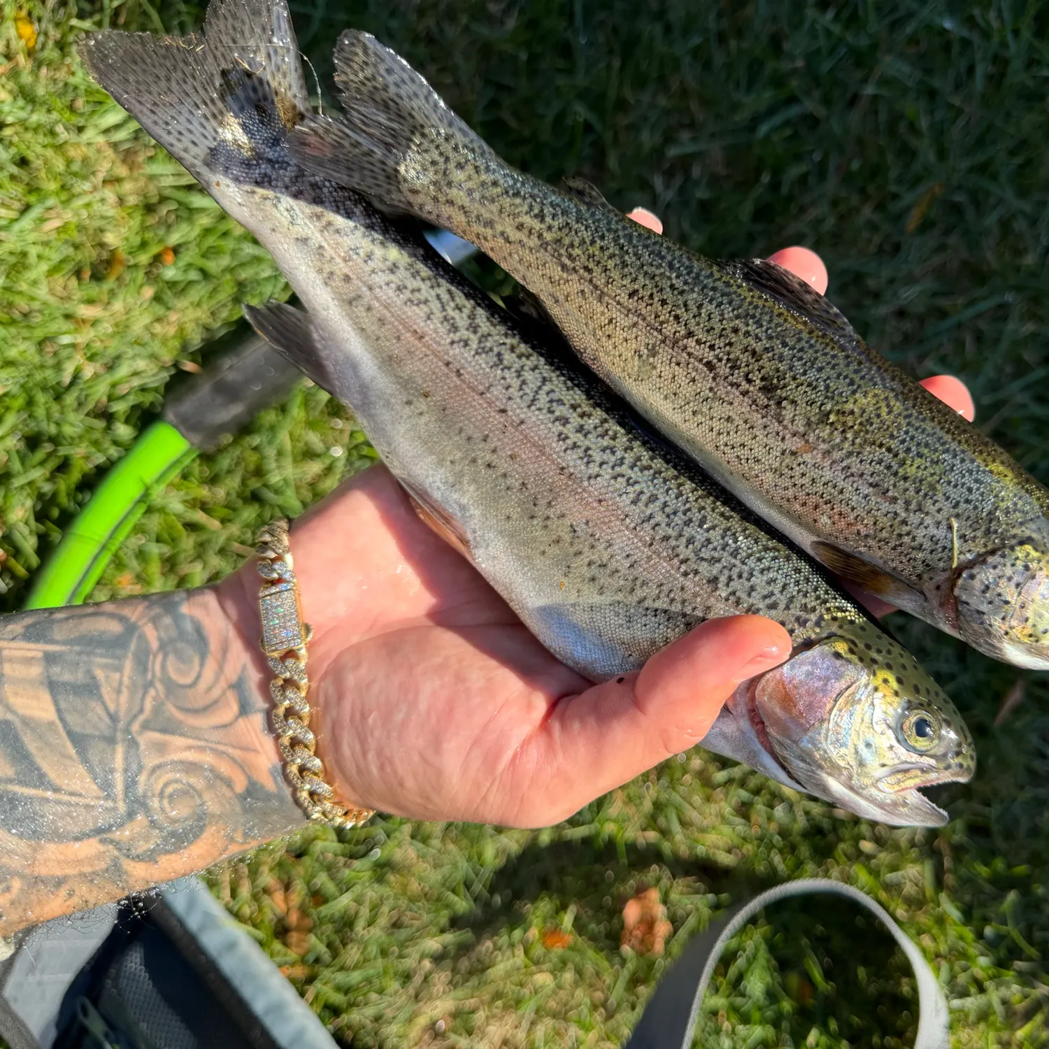 Fish caught on Fishbrain