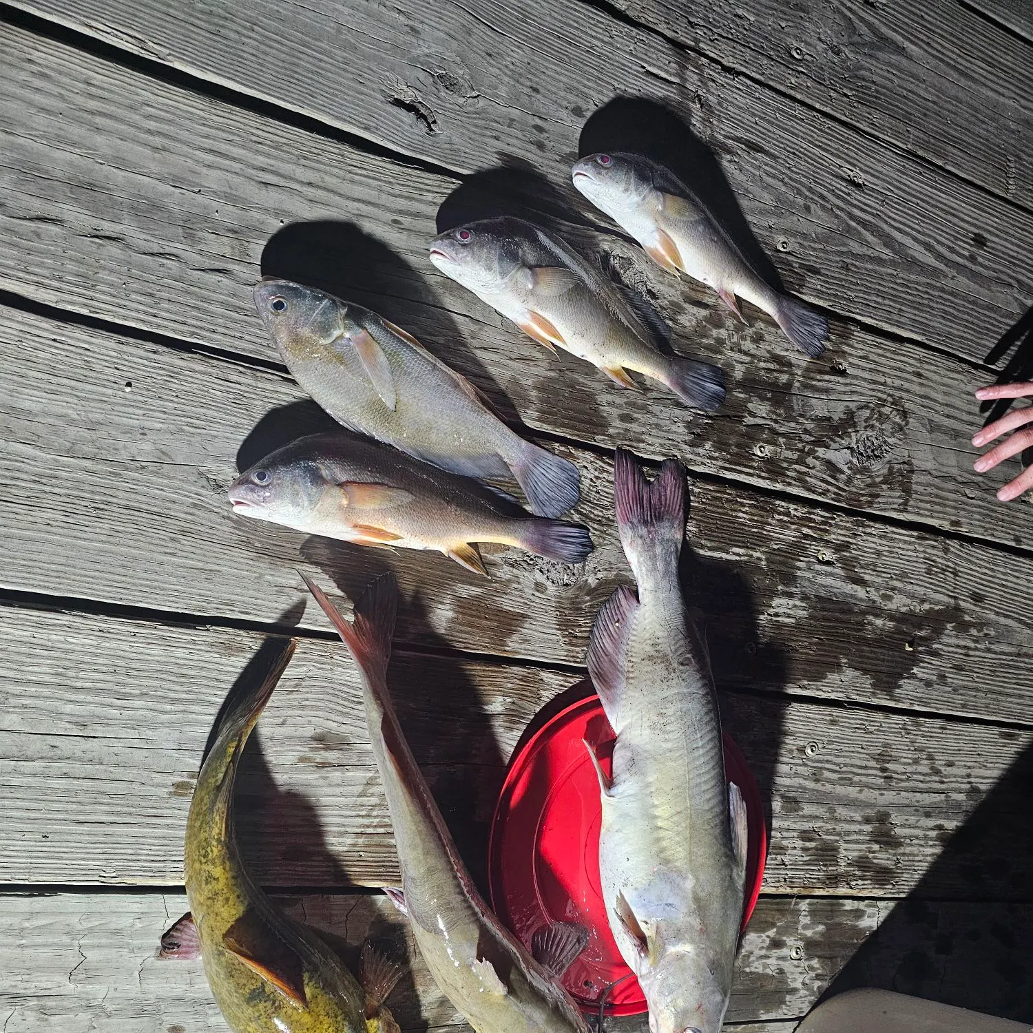 catch