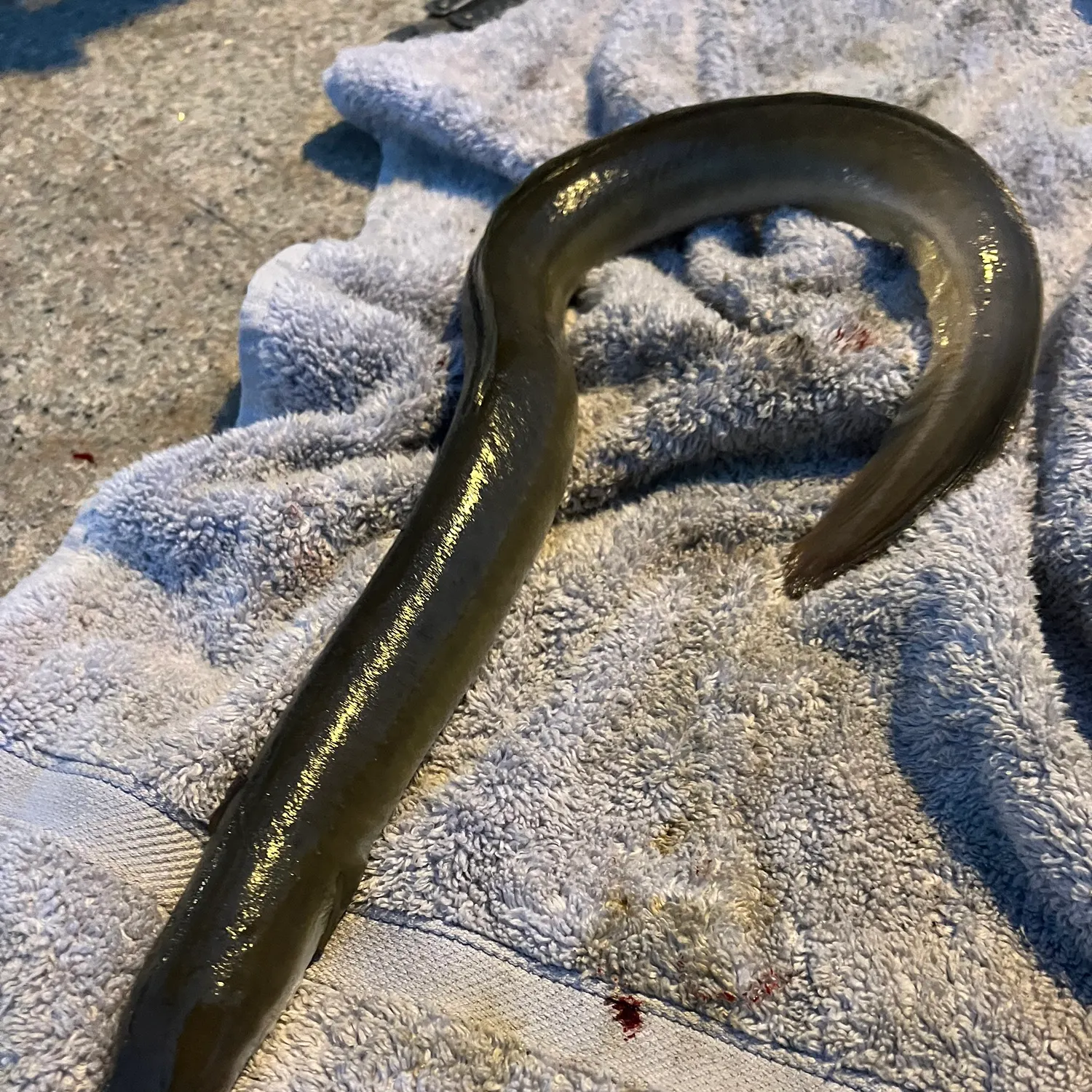 The most recent European eel catches on Fishbrain