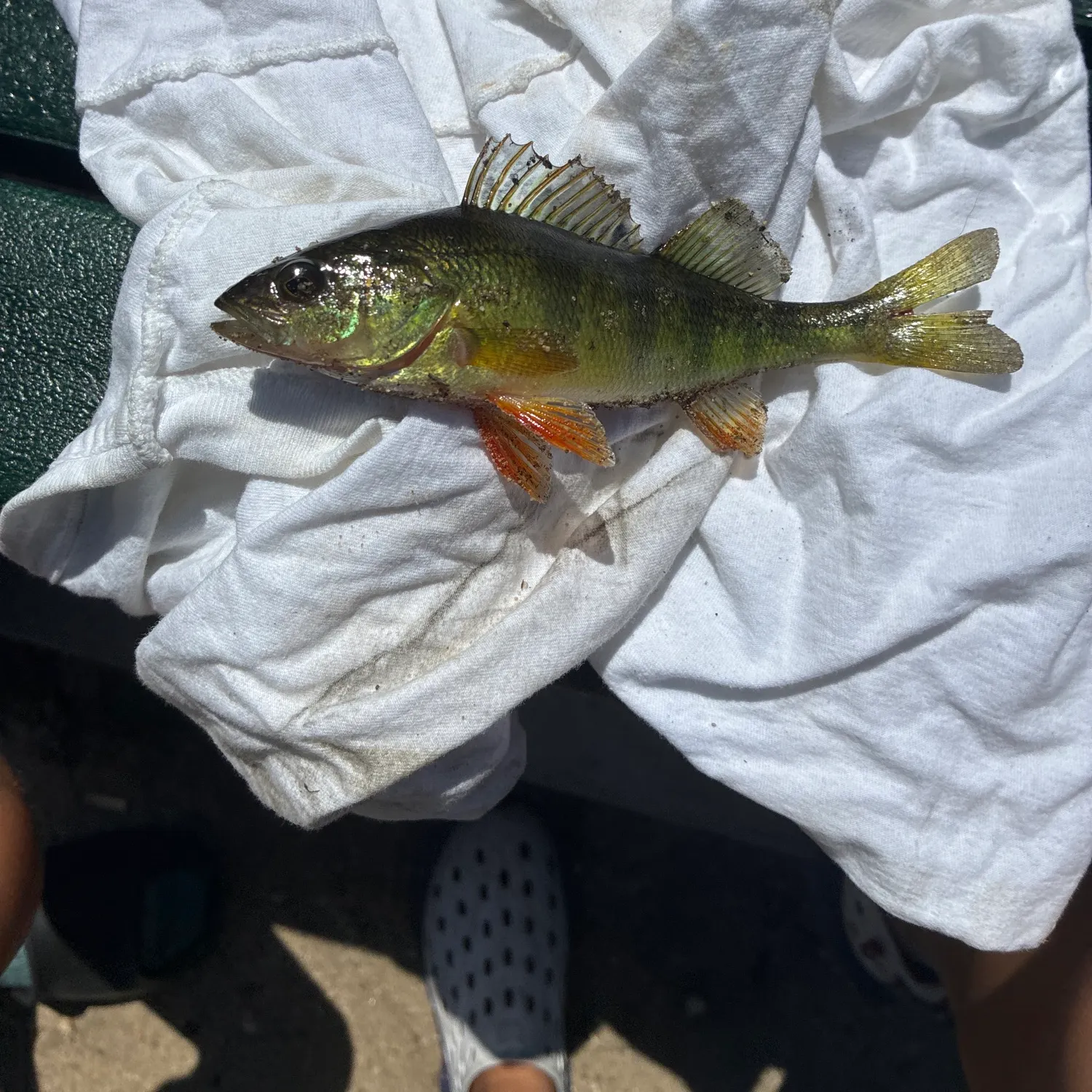 Yellow perch caught on Fishbrain
