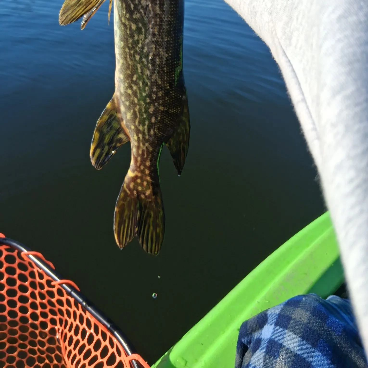 Northern pike caught on Fishbrain