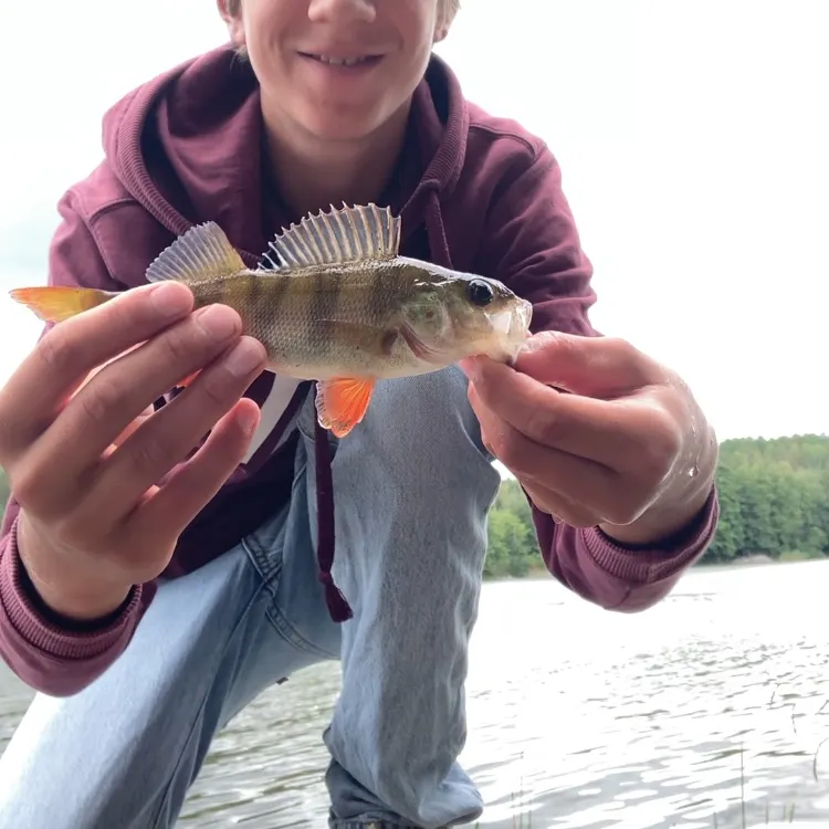 European perch caught on Fishbrain