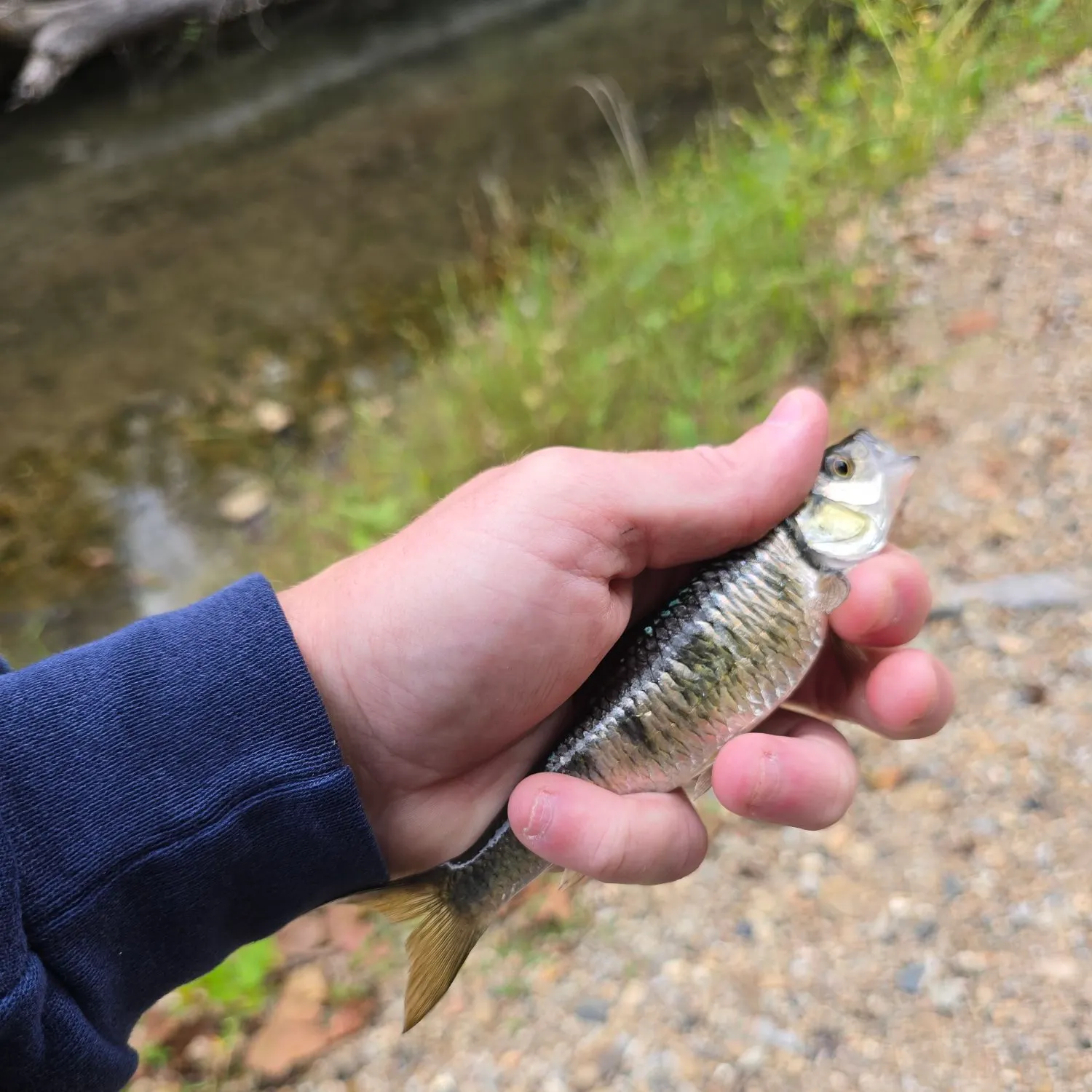 Common shiner caught on Fishbrain