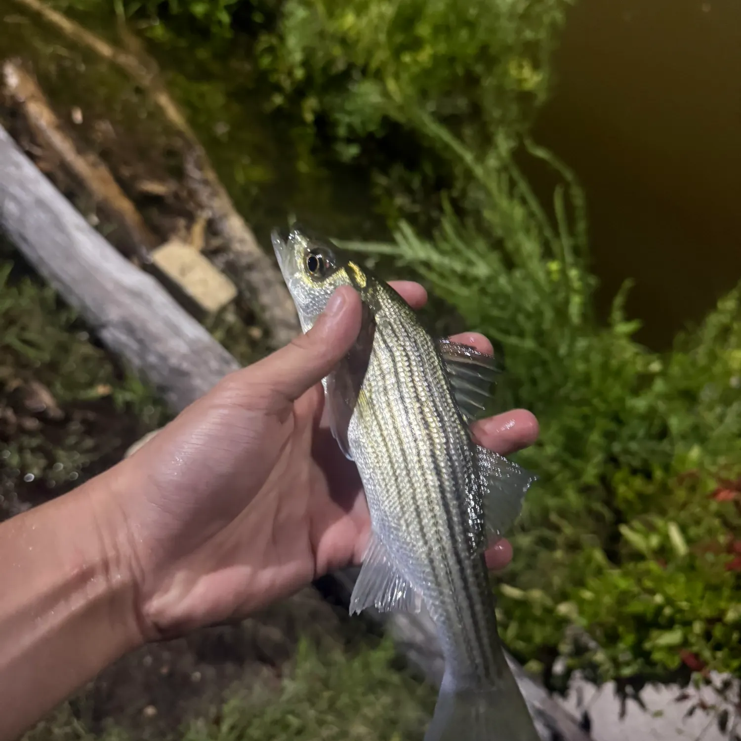 Striped bass caught on Fishbrain