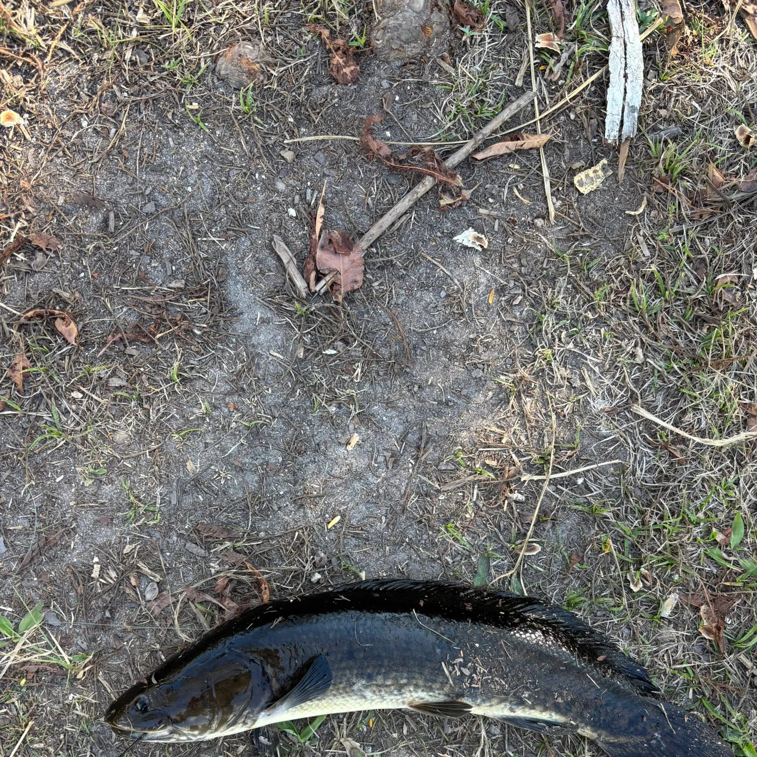 The most recent Ruddy bowfin catches on Fishbrain