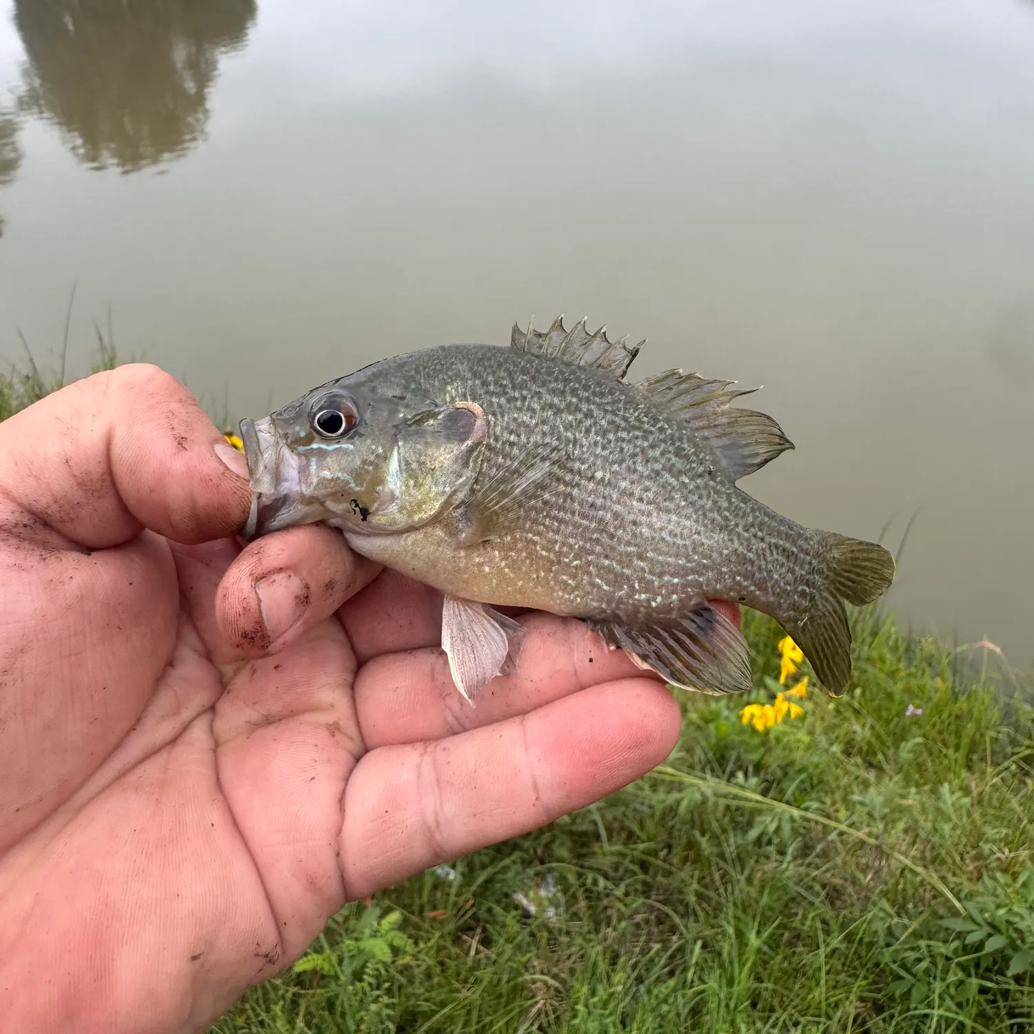 Green sunfish caught on Fishbrain