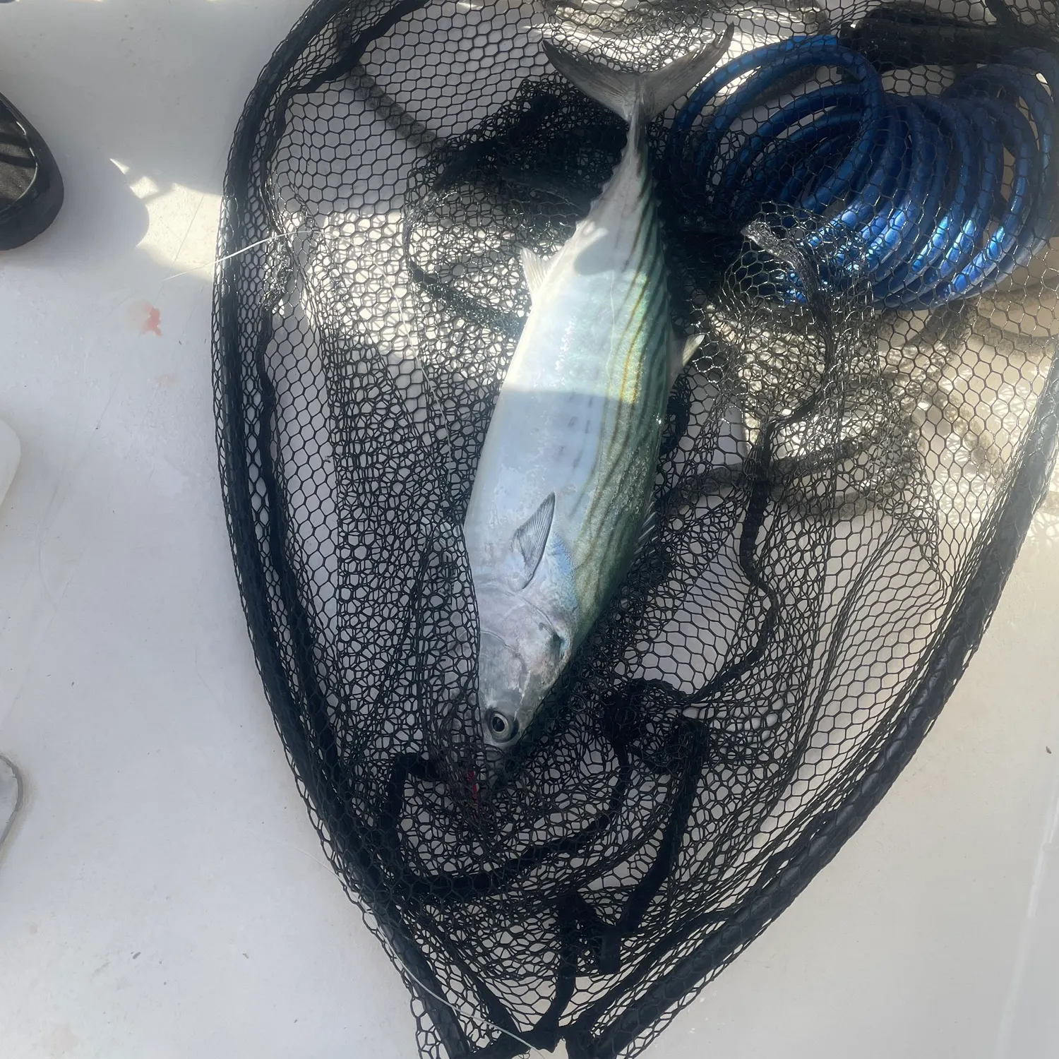 The most recent Striped bonito catches on Fishbrain