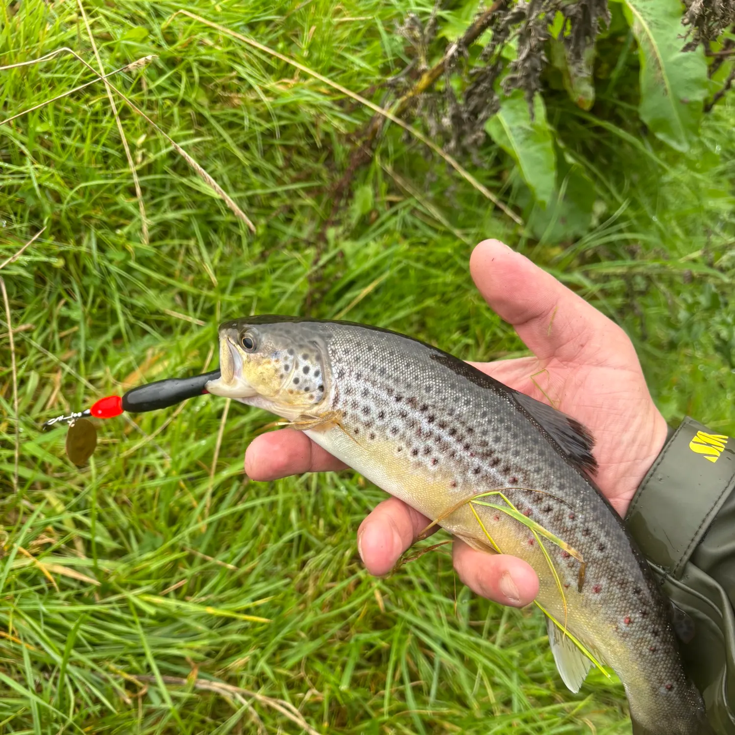 Brown trout caught on Fishbrain