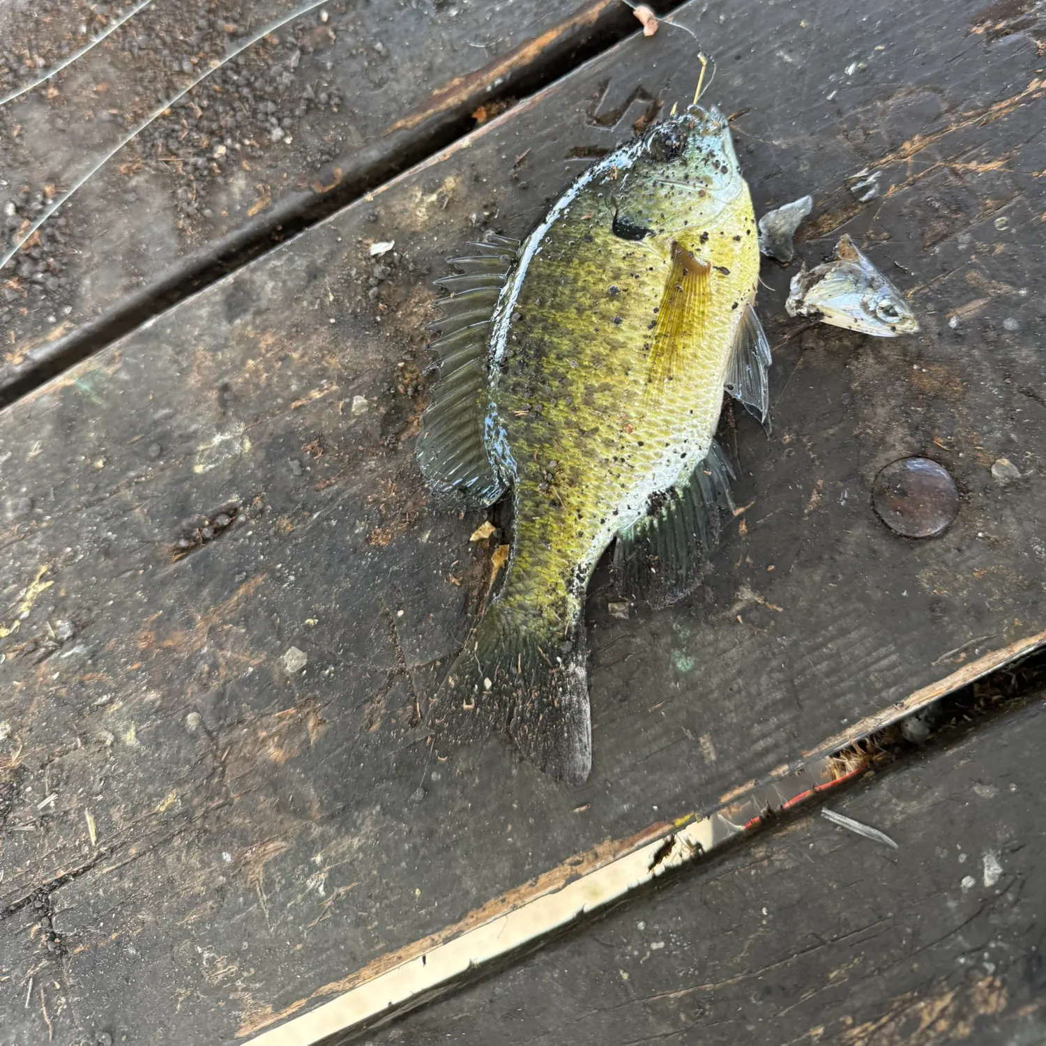 Green sunfish caught on Fishbrain