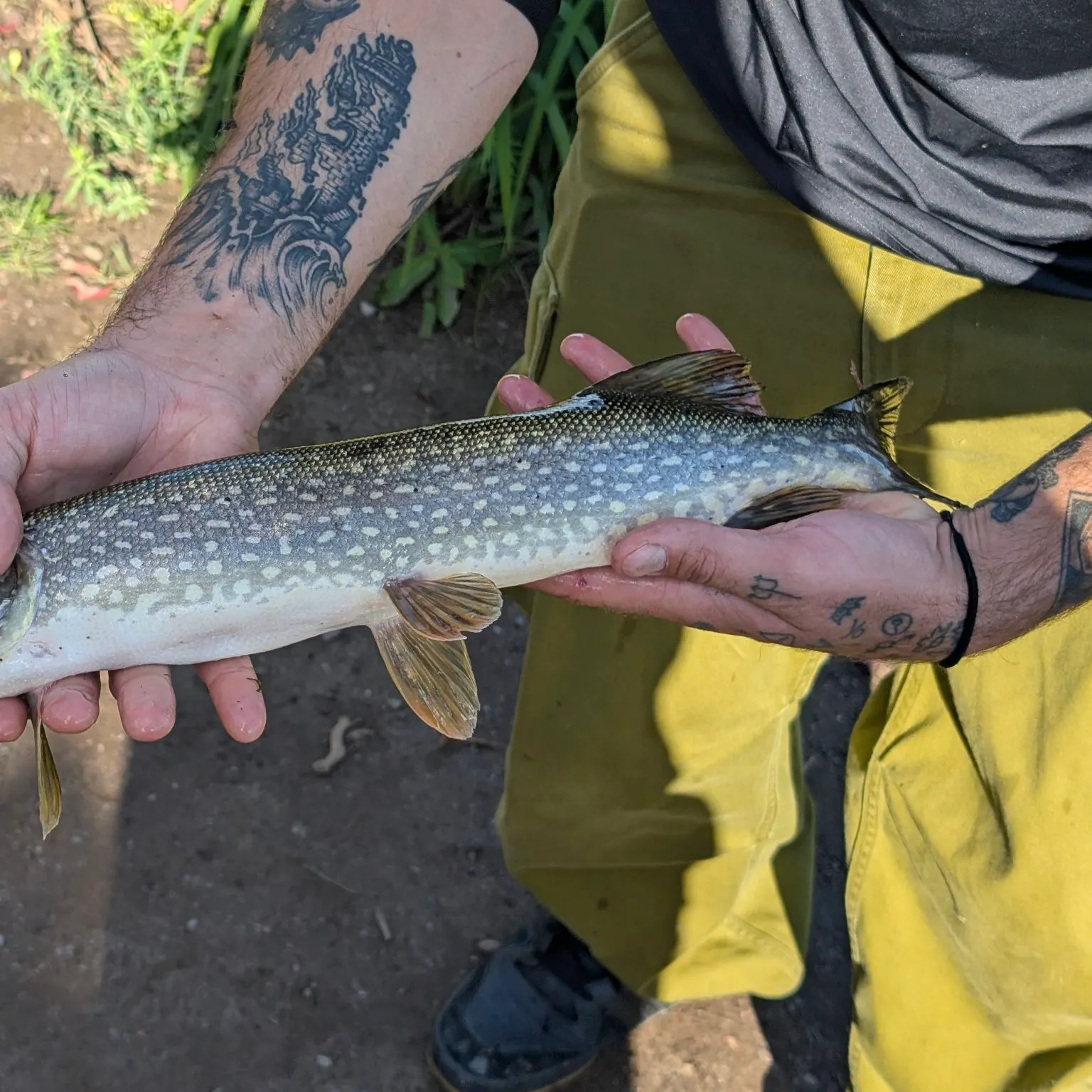 Northern pike caught on Fishbrain