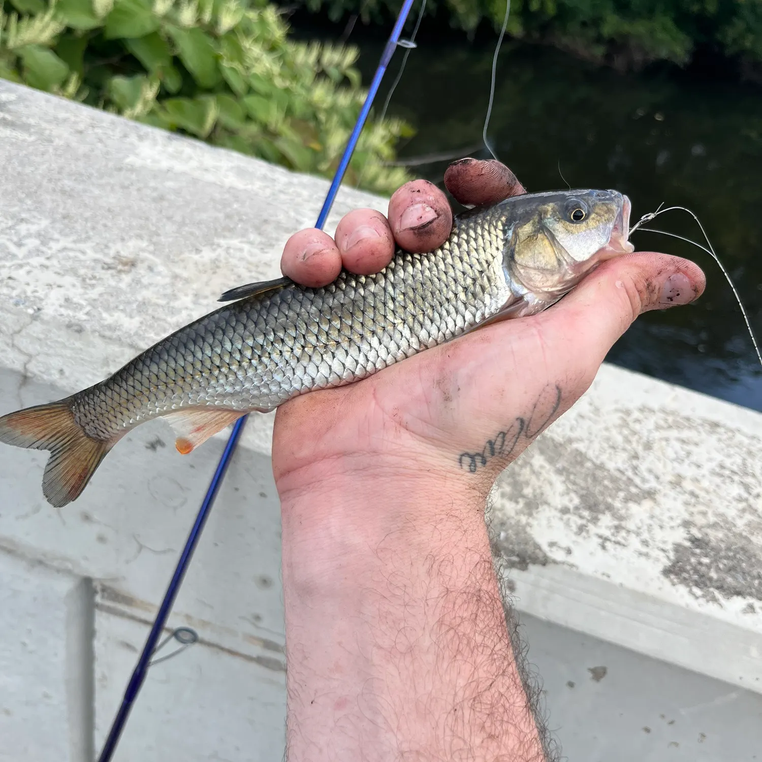 Fallfish caught on Fishbrain