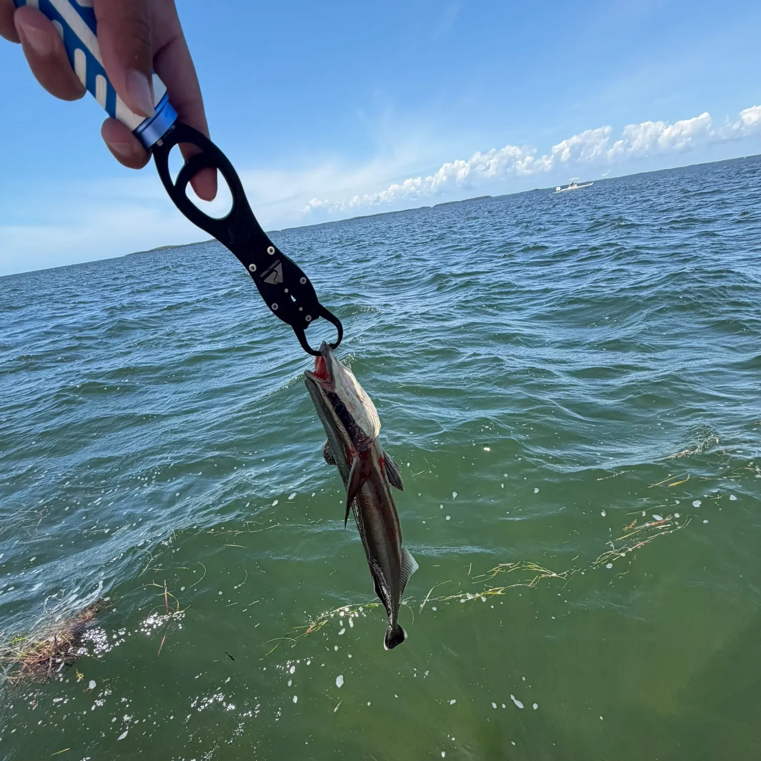 The most recent Atlantic cutlassfish catches on Fishbrain