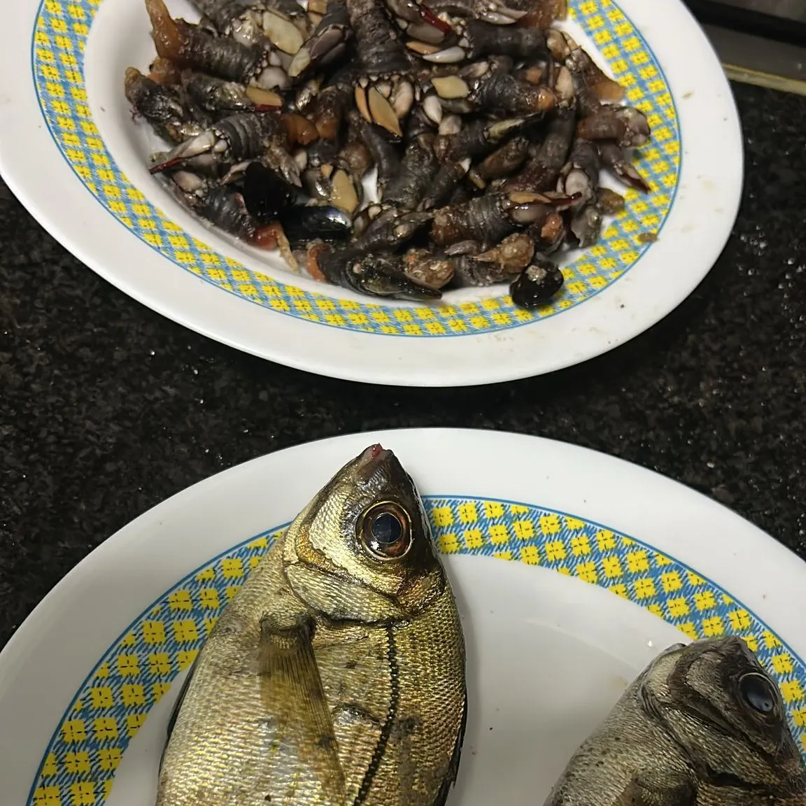 recently logged catches