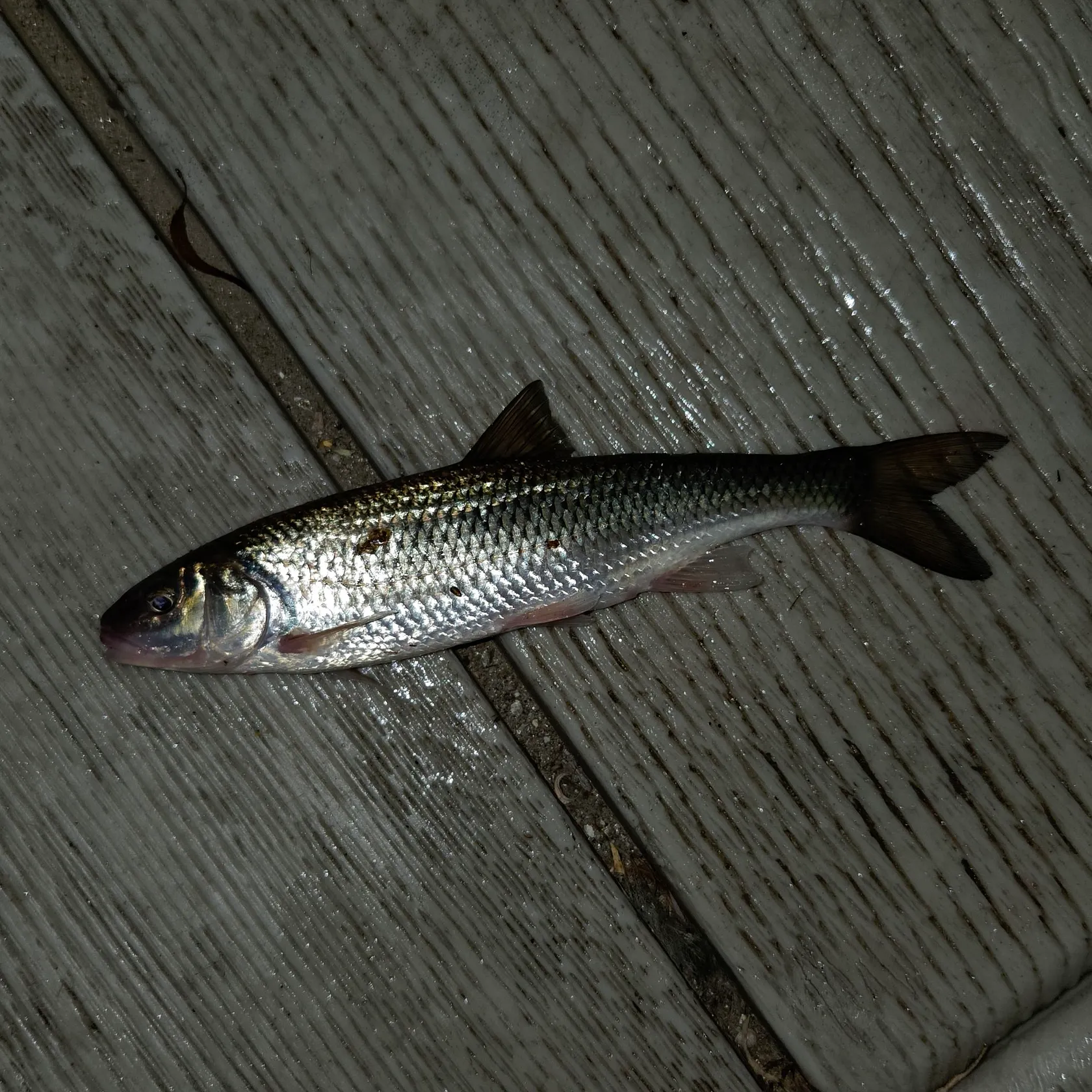 Fallfish caught on Fishbrain