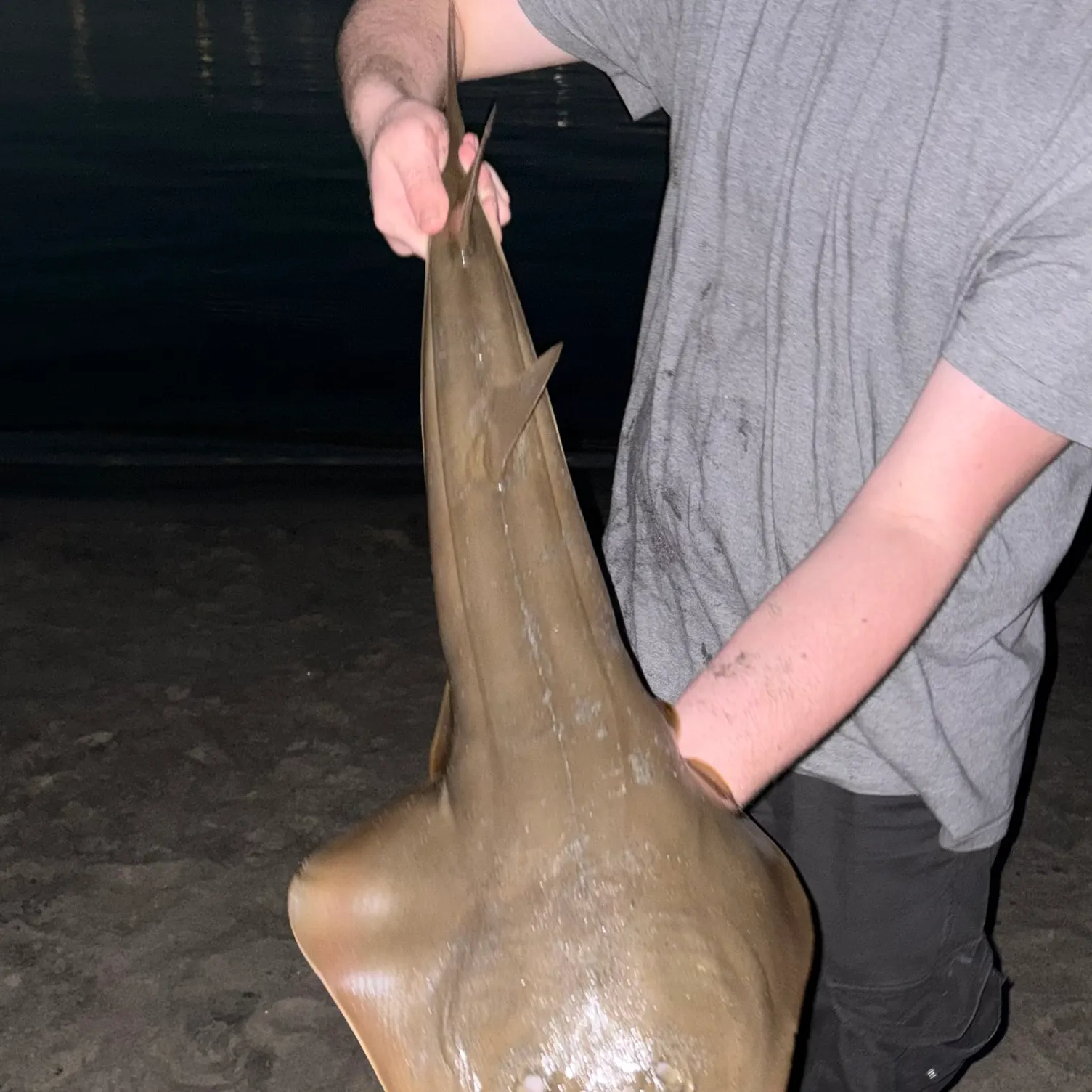 The most recent Pacific shovelnose guitarfish catches on Fishbrain