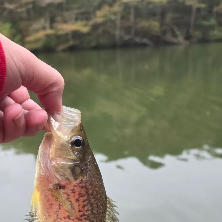 Black crappie caught on Fishbrain