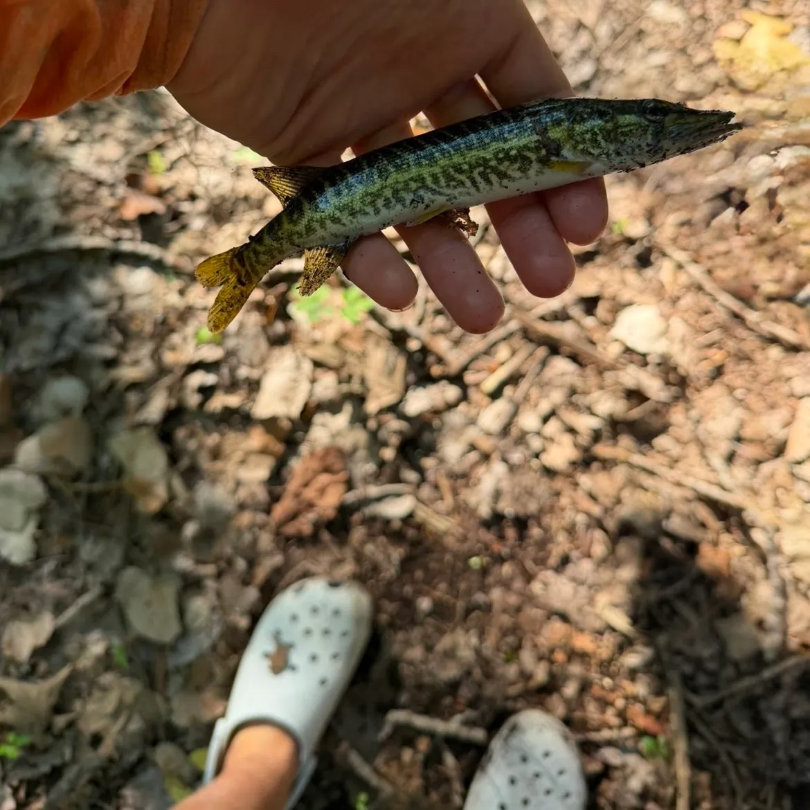 The most recent Grass pickerel catches on Fishbrain