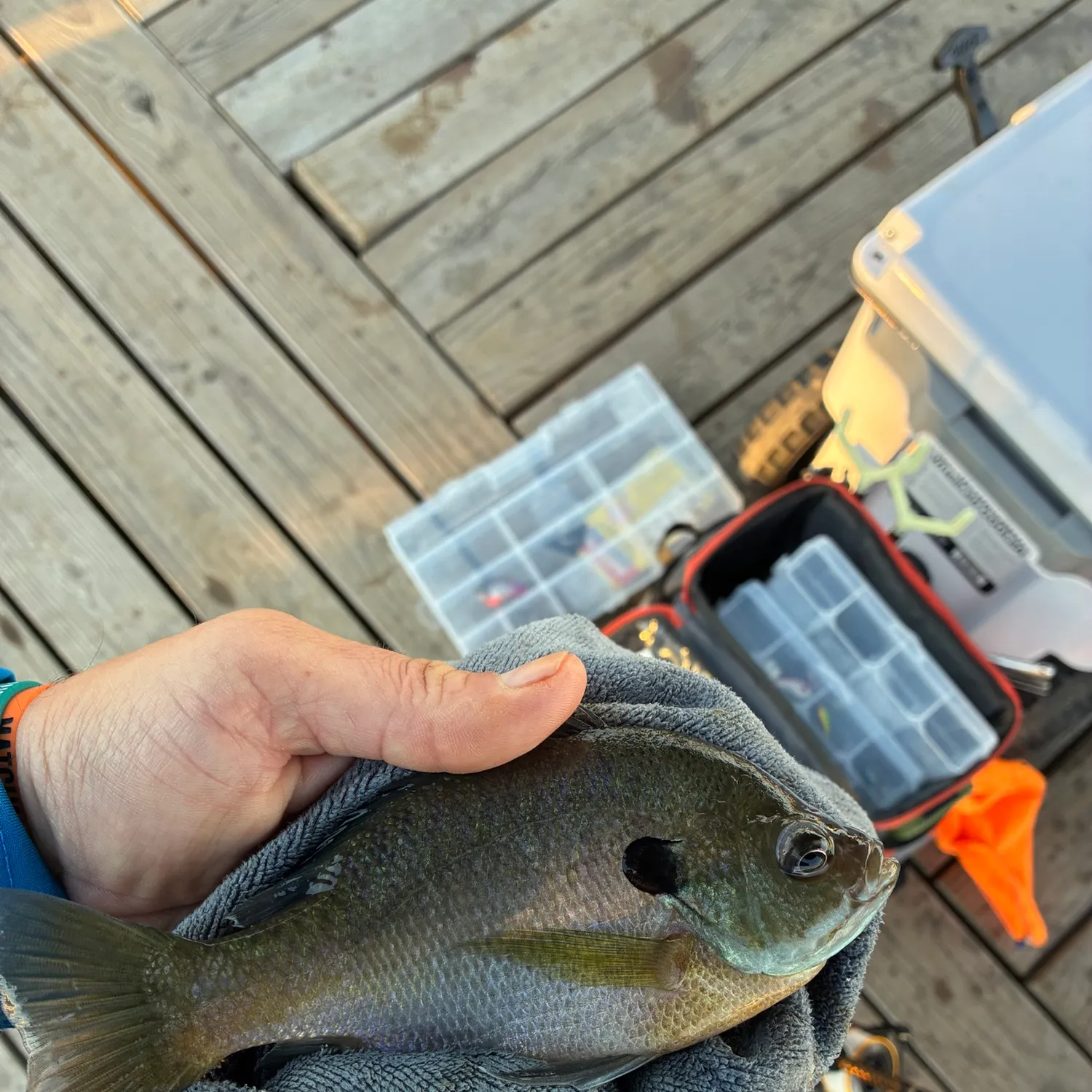 Bluegill caught on Fishbrain