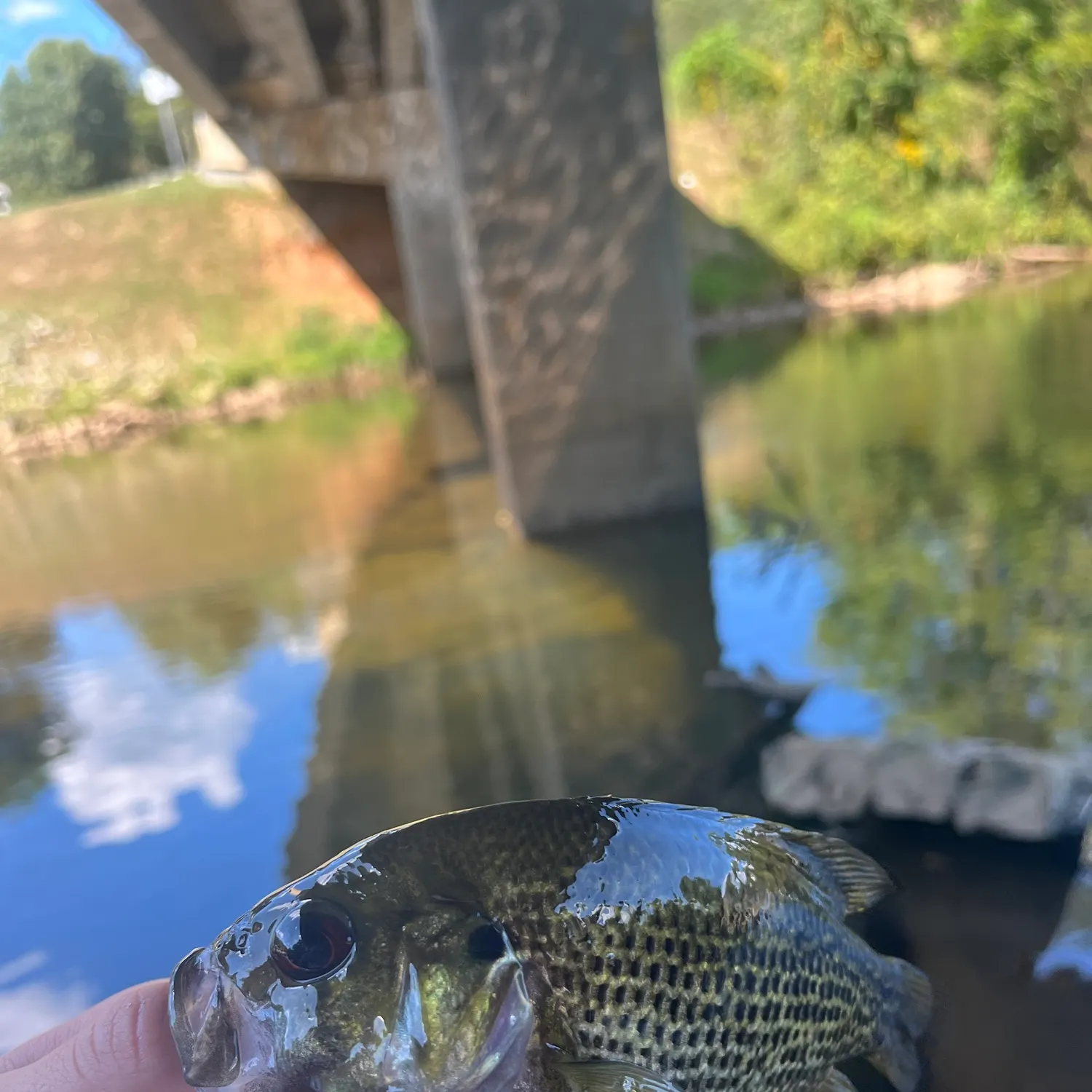 Rock bass caught on Fishbrain