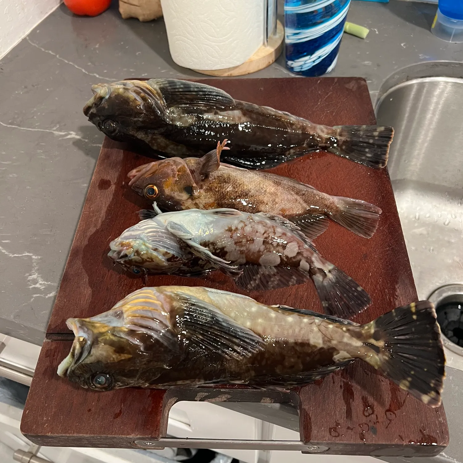 recently logged catches