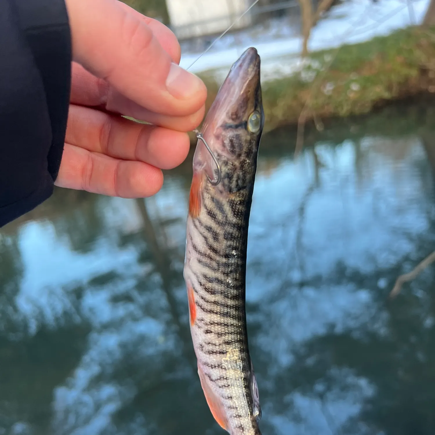 The most recent Redfin pickerel catches on Fishbrain