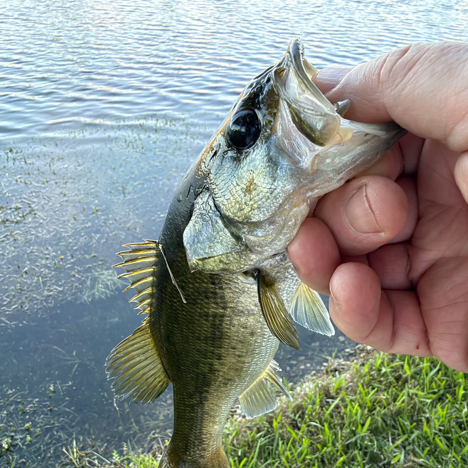 Florida bass caught on Fishbrain