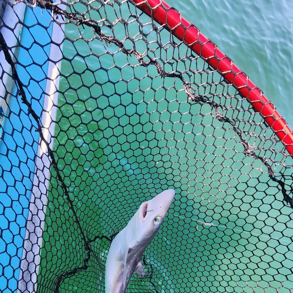 The most recent Pacific spiny dogfish catches on Fishbrain