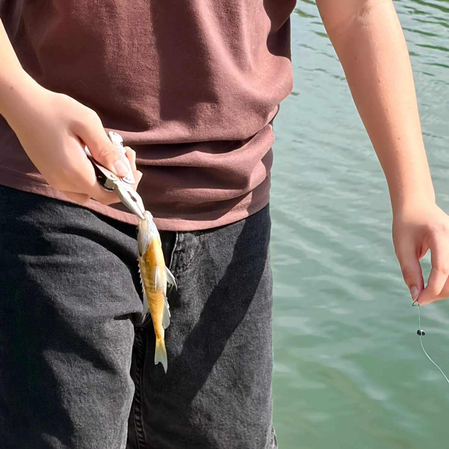 Bluegill caught on Fishbrain