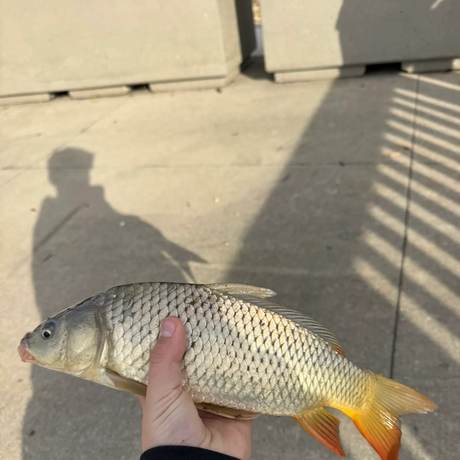 Common carp caught on Fishbrain