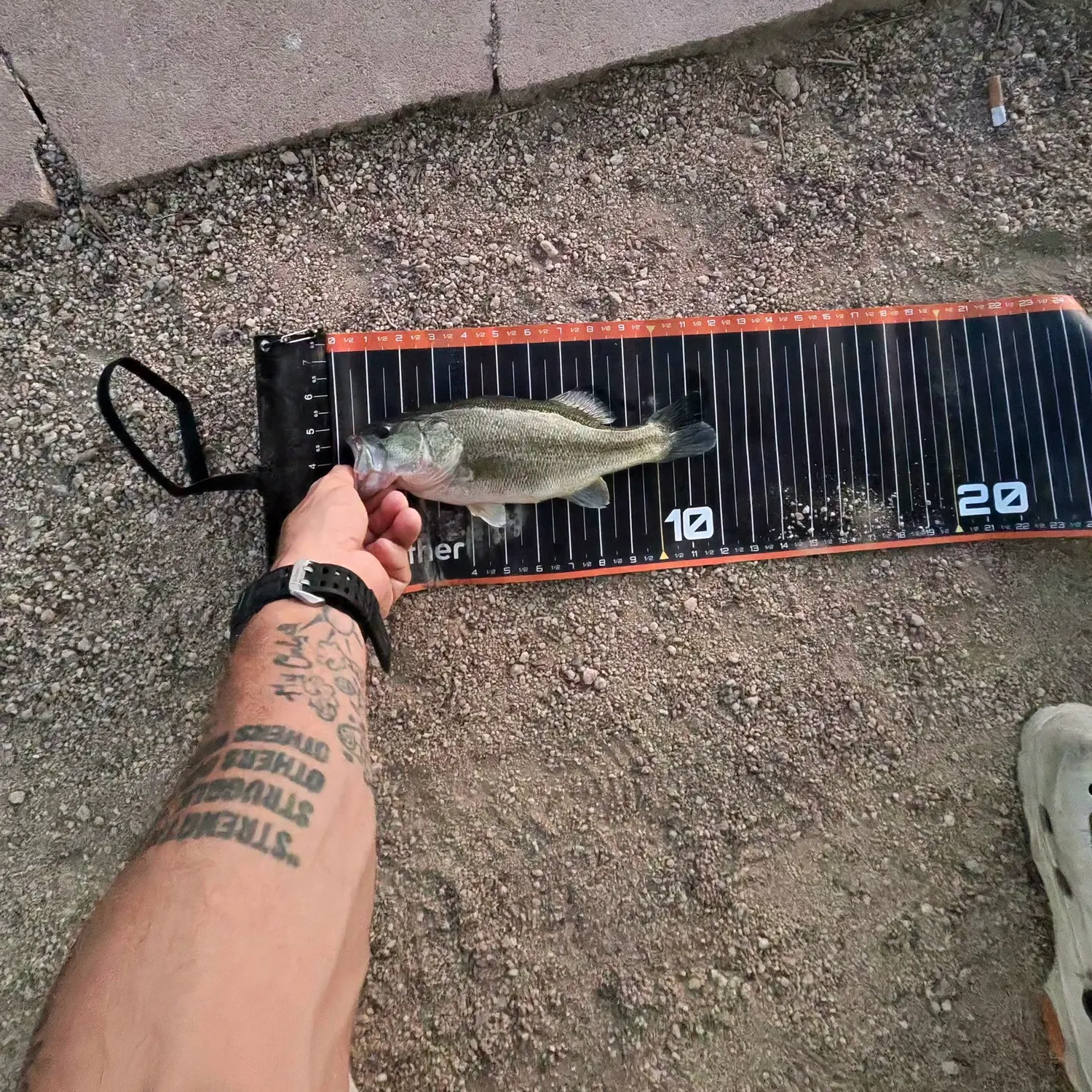 Largemouth bass caught on Fishbrain