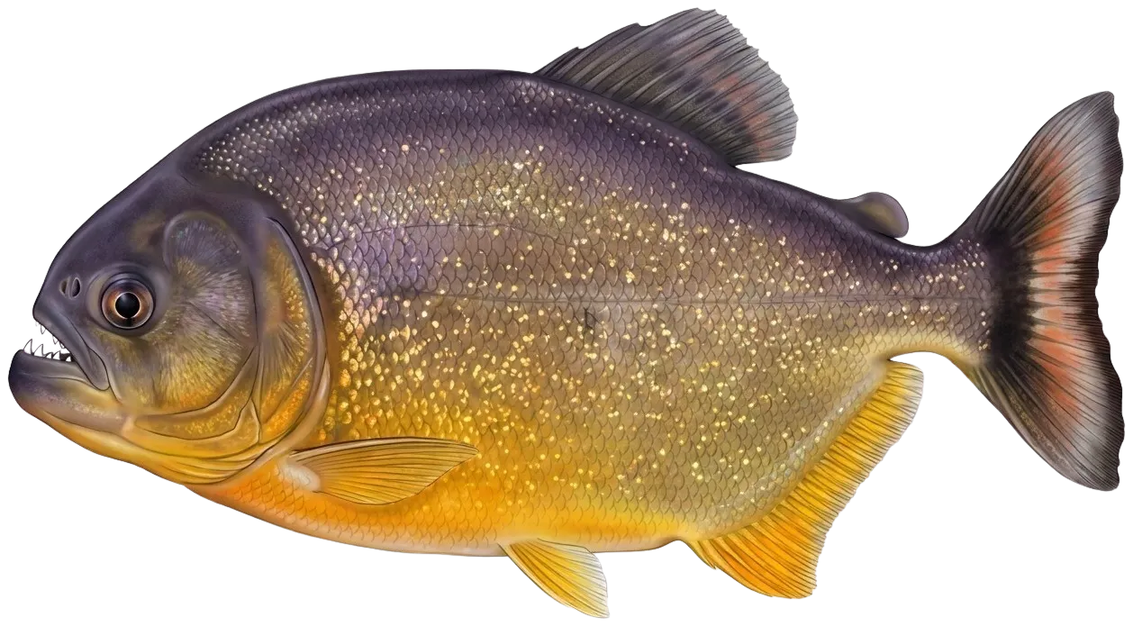San Francisco piranha