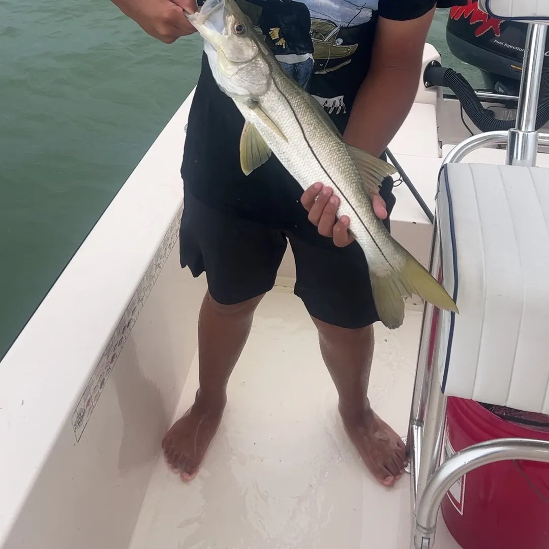 Common snook caught on Fishbrain