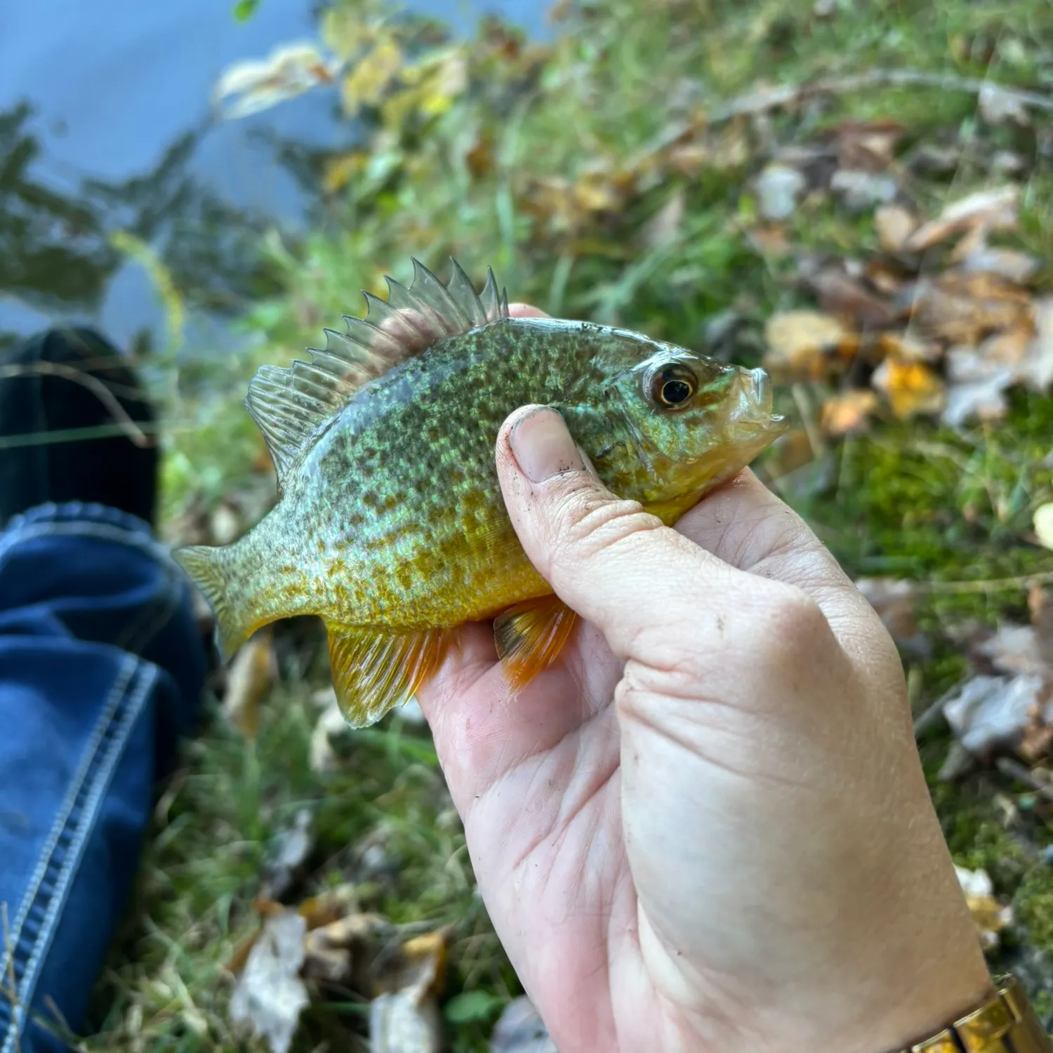 Pumpkinseed caught on Fishbrain