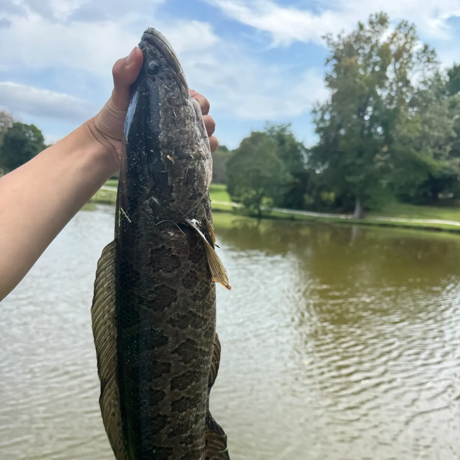 Northern snakehead caught on Fishbrain