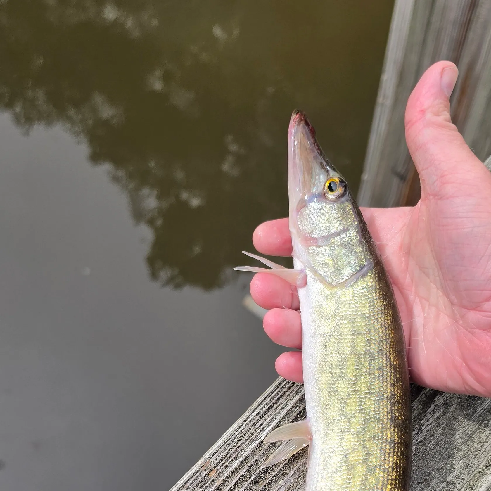 Chain pickerel caught on Fishbrain