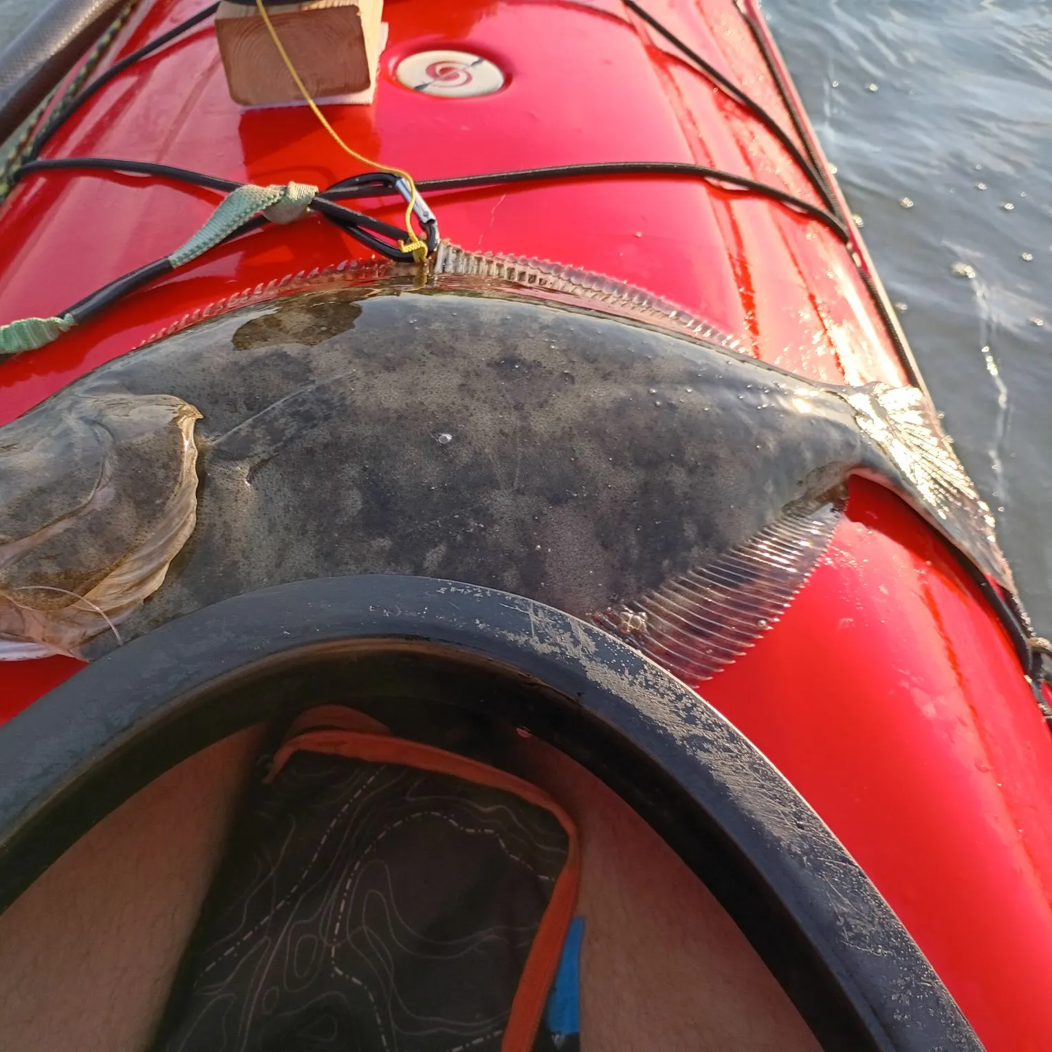 Summer flounder caught on Fishbrain