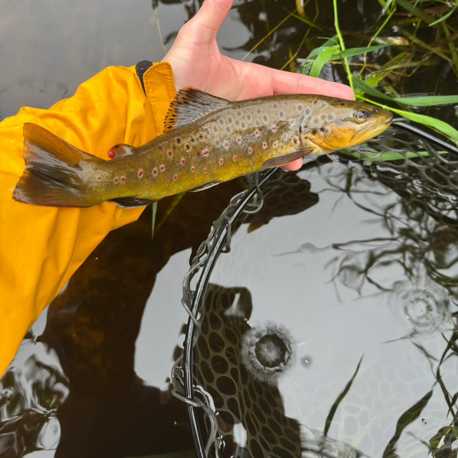 Brown trout caught on Fishbrain