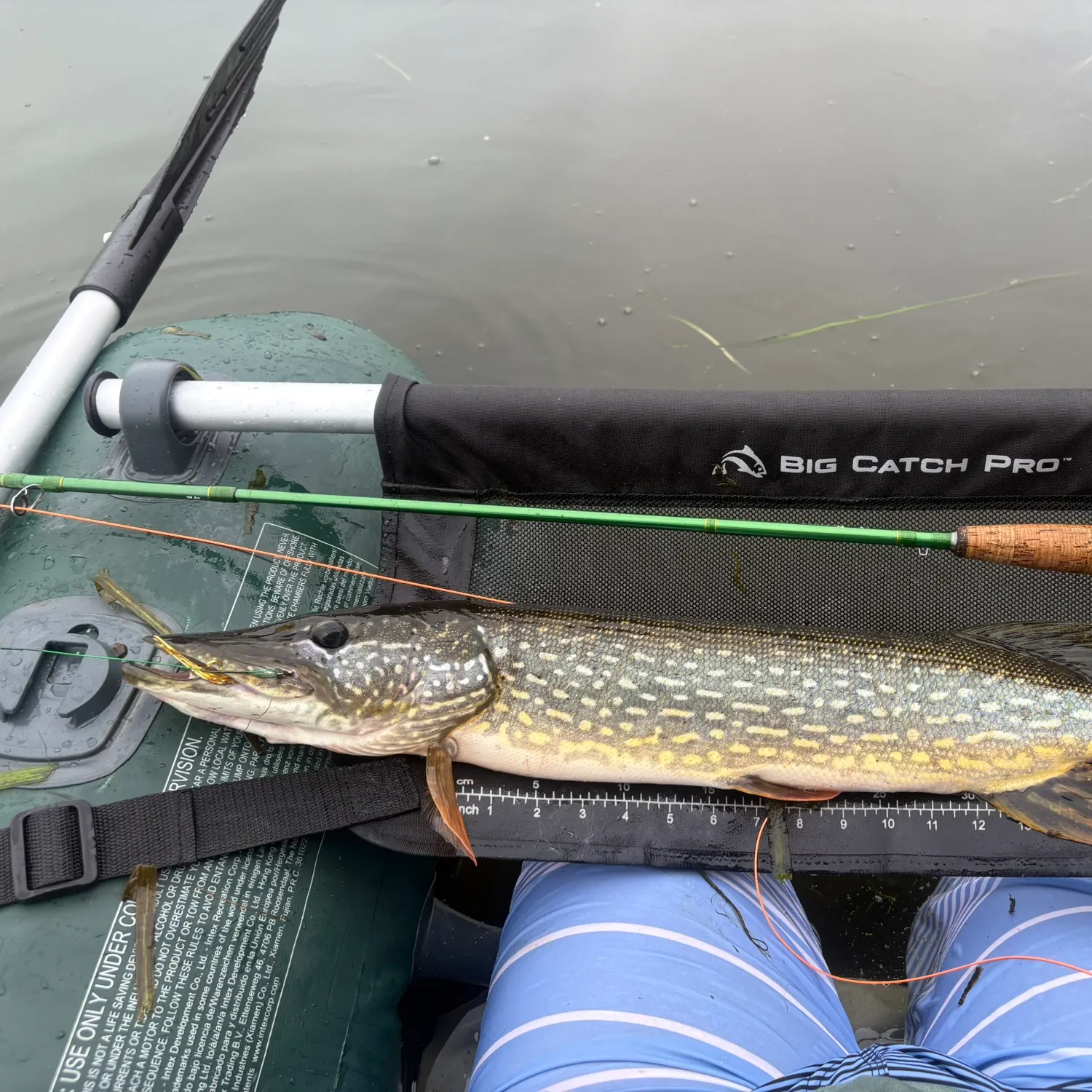 Northern pike caught on Fishbrain