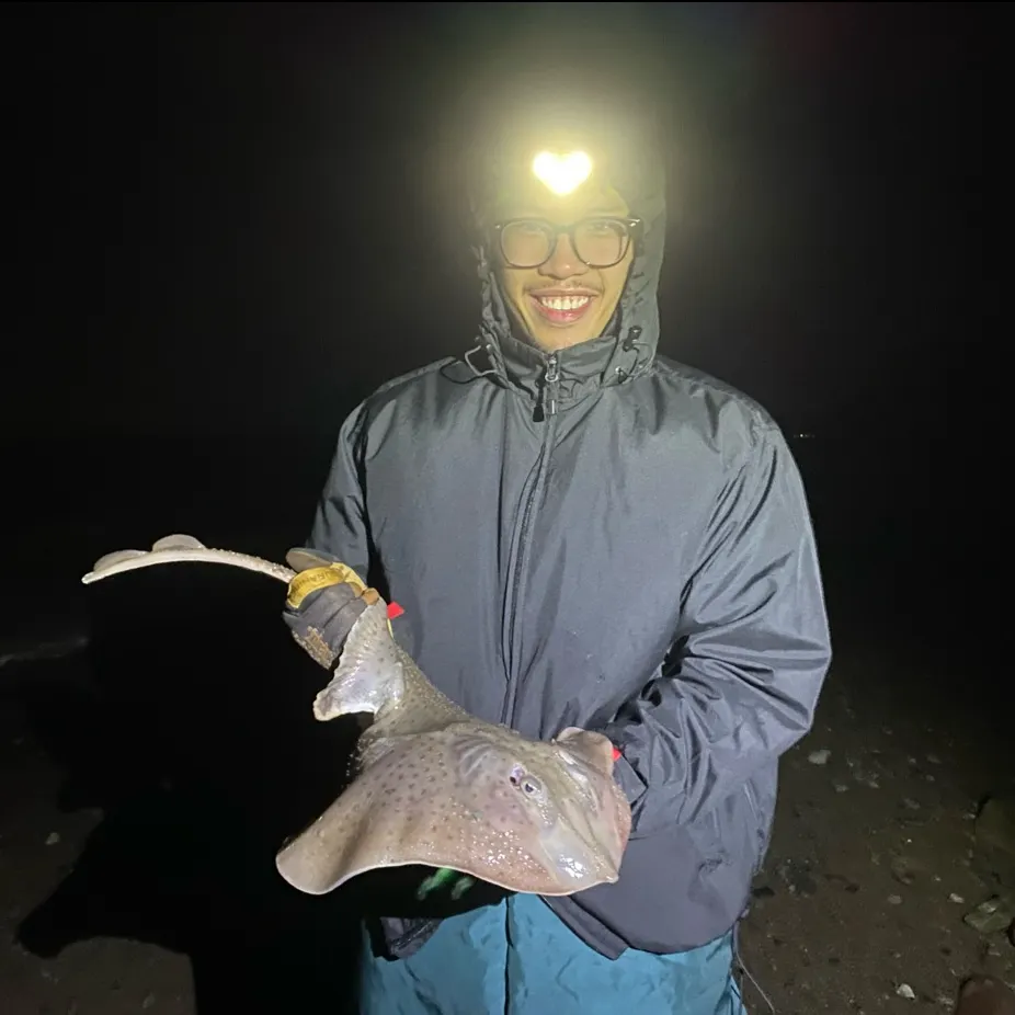 The most recent Winter skate catches on Fishbrain