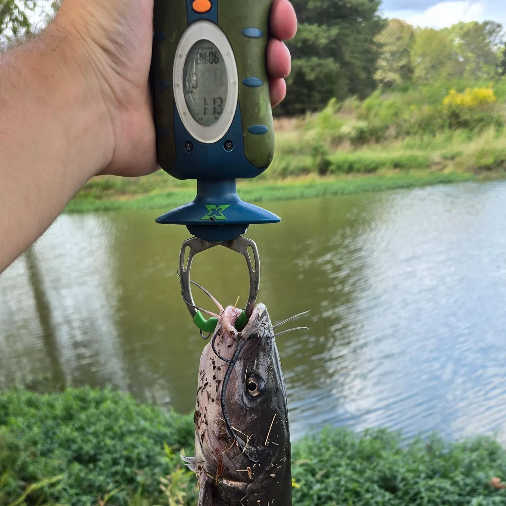 Channel catfish caught on Fishbrain