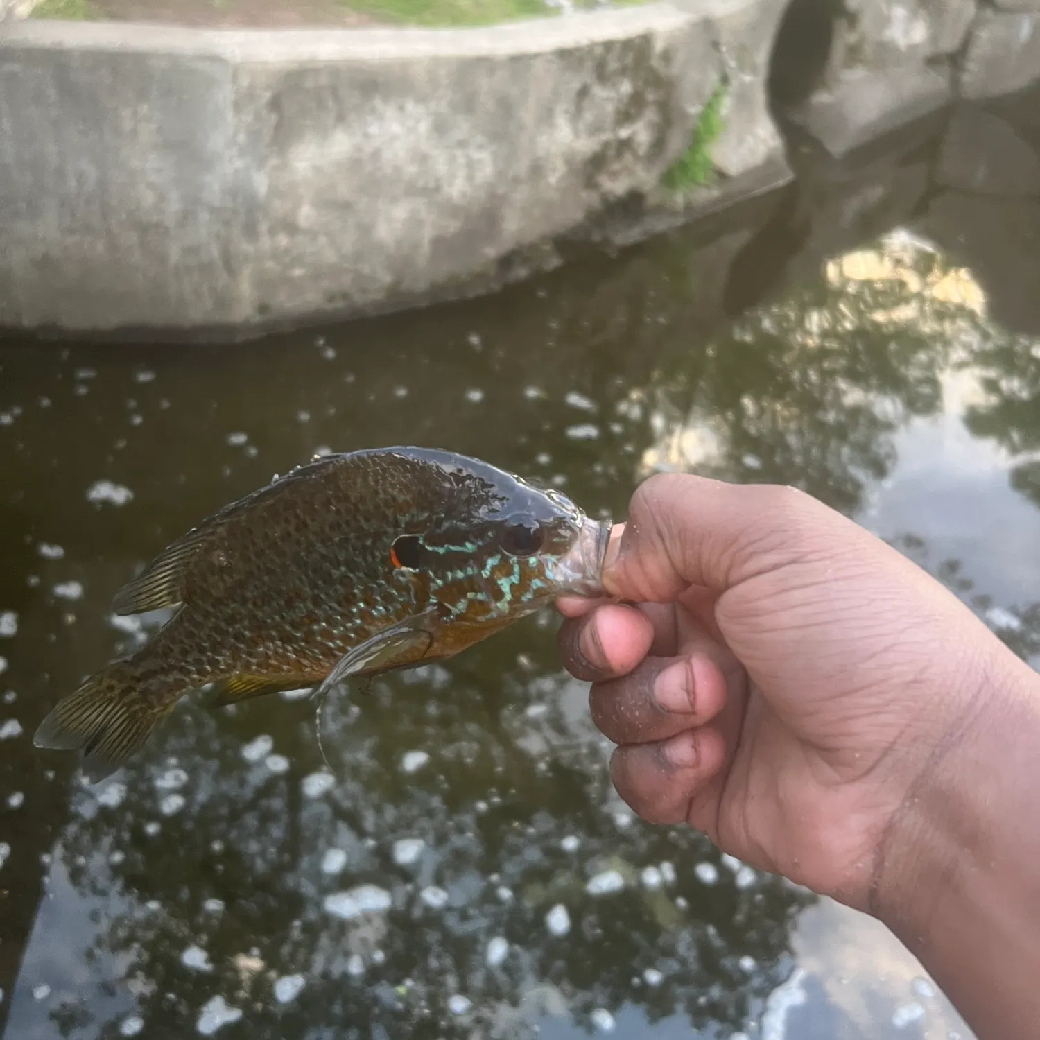 The most recent Pumpkinseed catches on Fishbrain