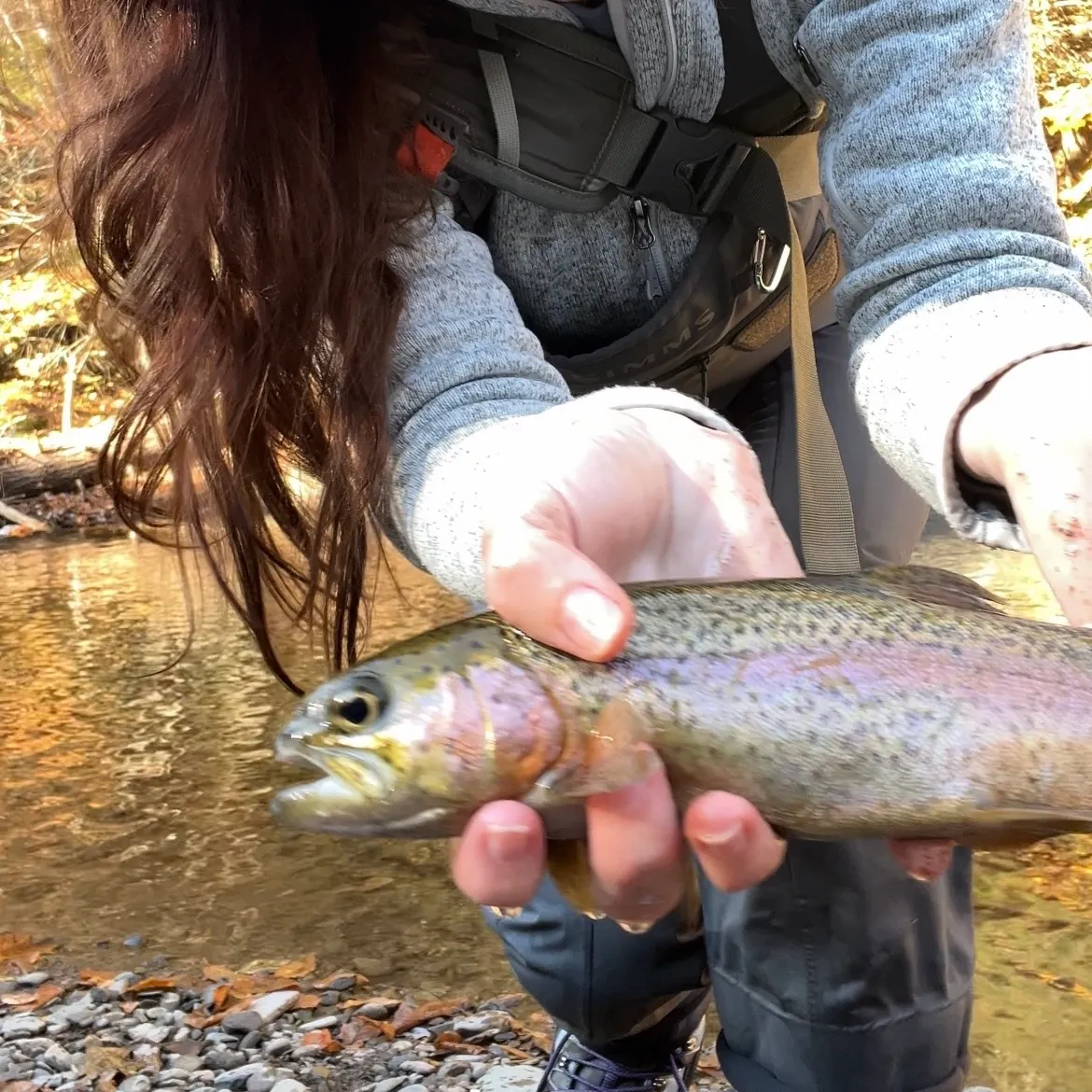 Rainbow trout caught on Fishbrain