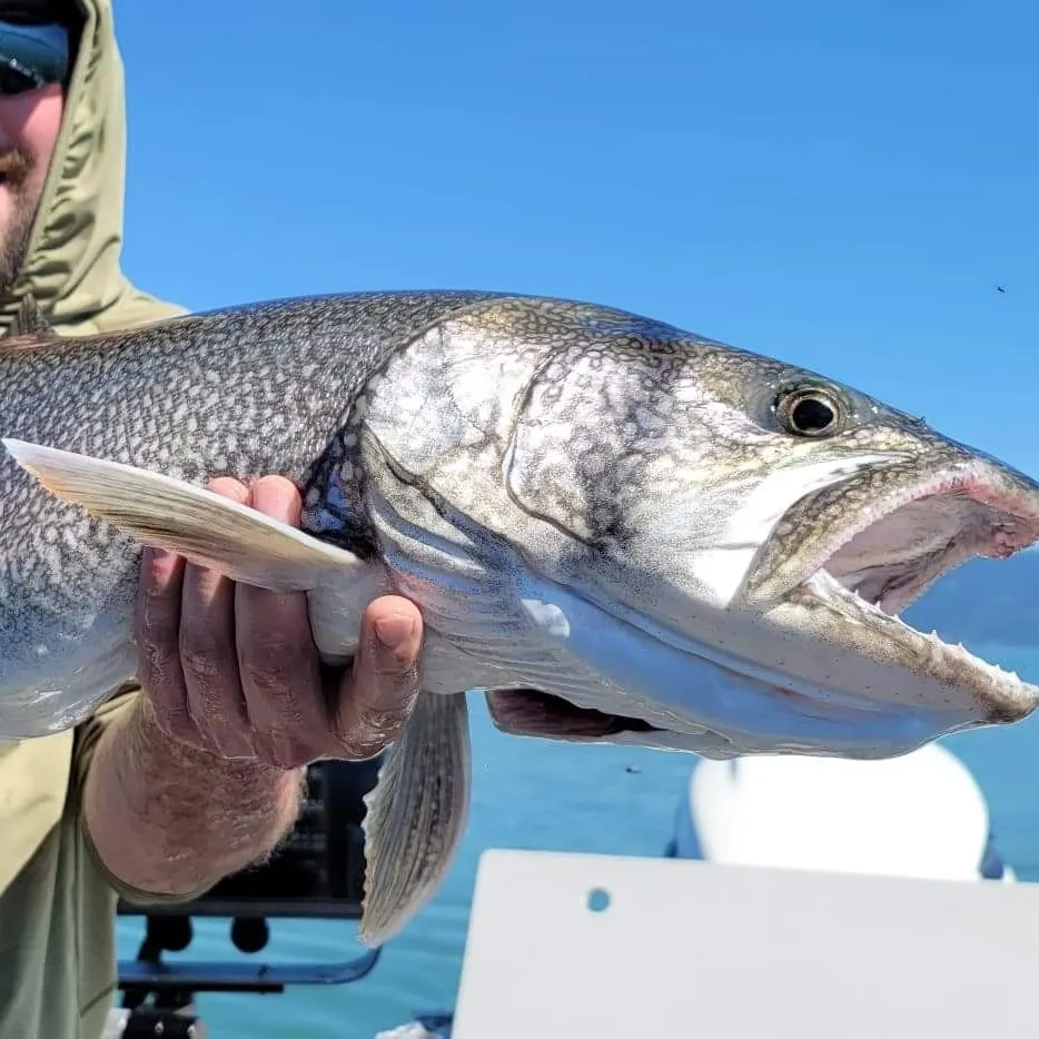 angler catch
