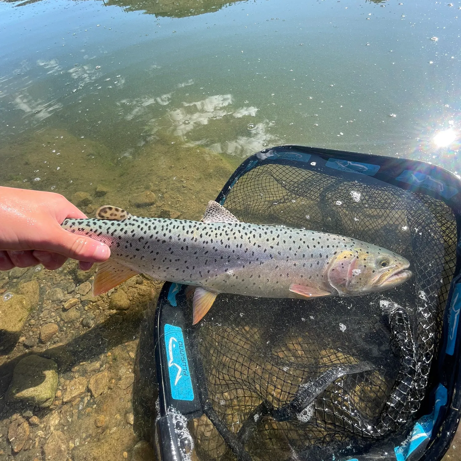 Bear Lake cutthroat trout caught on Fishbrain