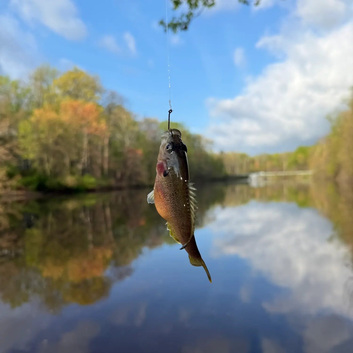Bluegill caught on Fishbrain