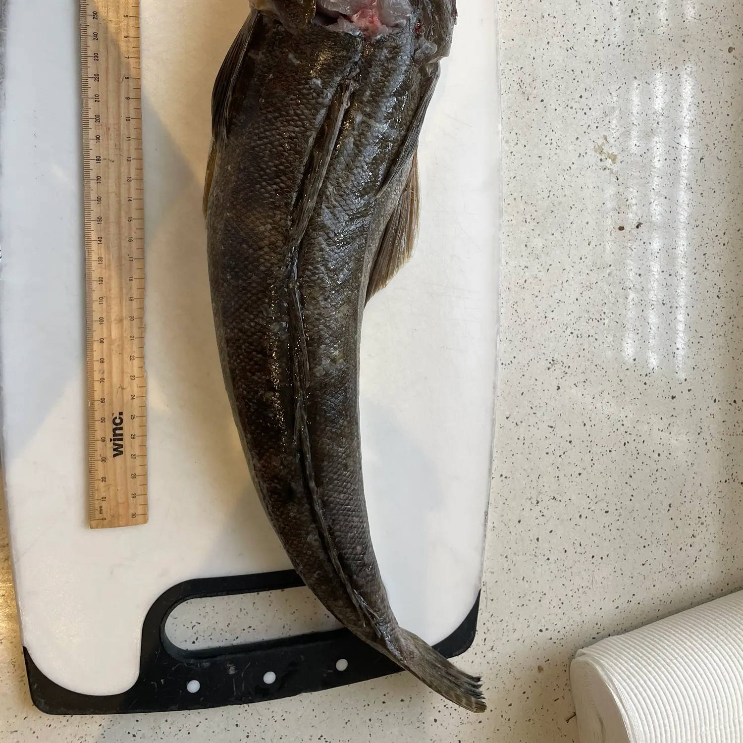 The most recent Blue-spotted flathead catches on Fishbrain