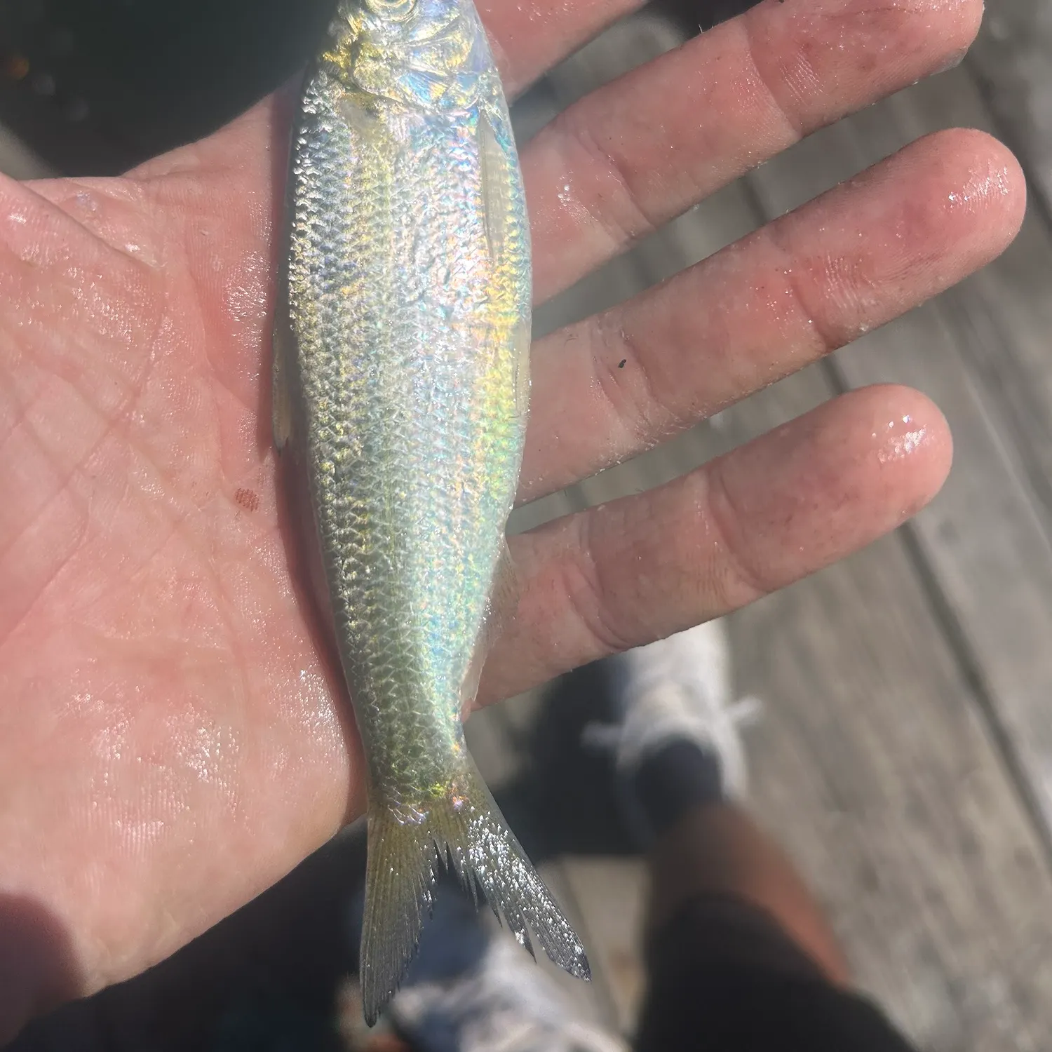 Scaled herring caught on Fishbrain