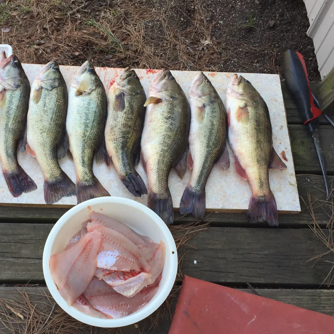 recently logged catches